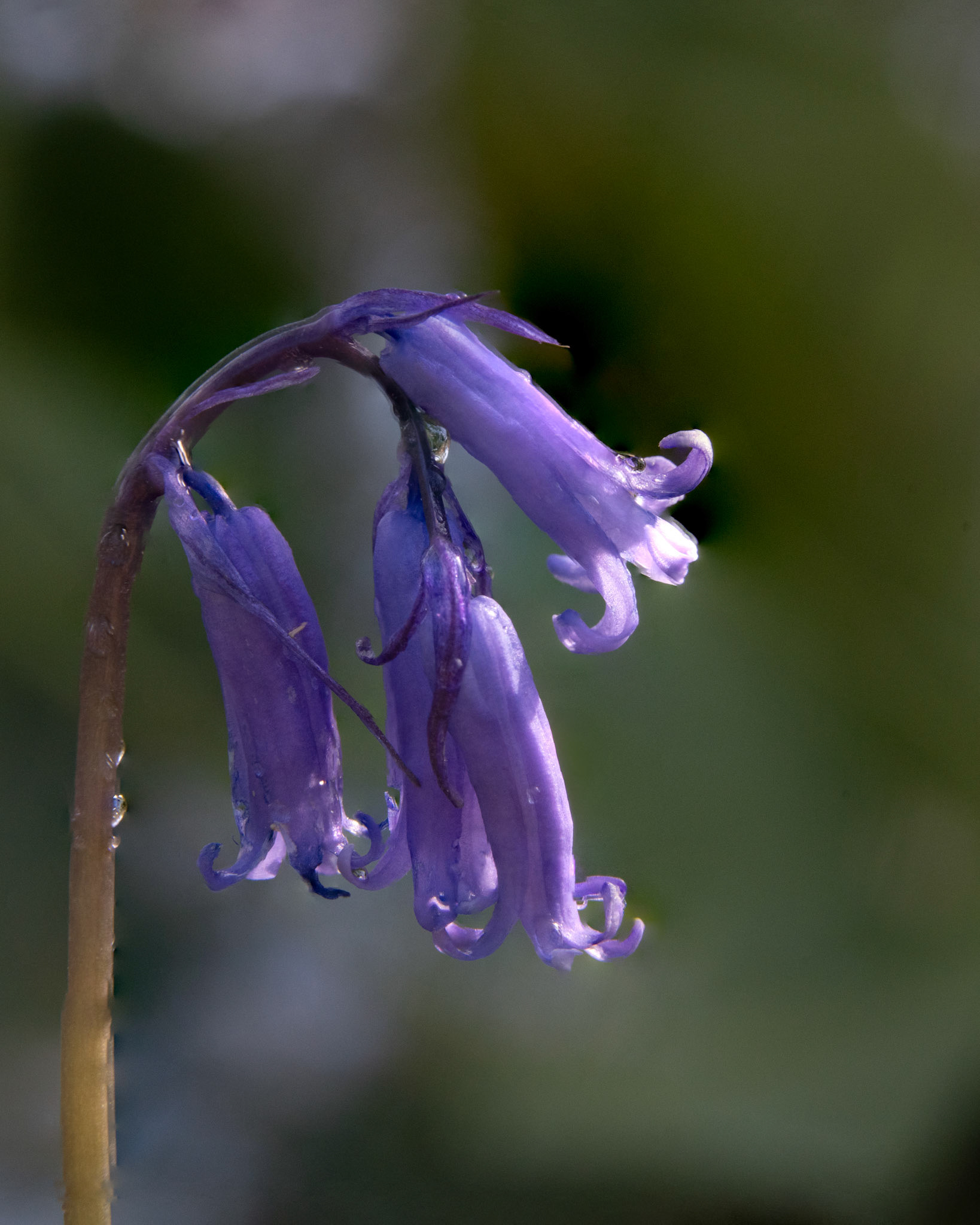 Jacinthe des bois - Hyacinthoides non-scripta - Bluebell