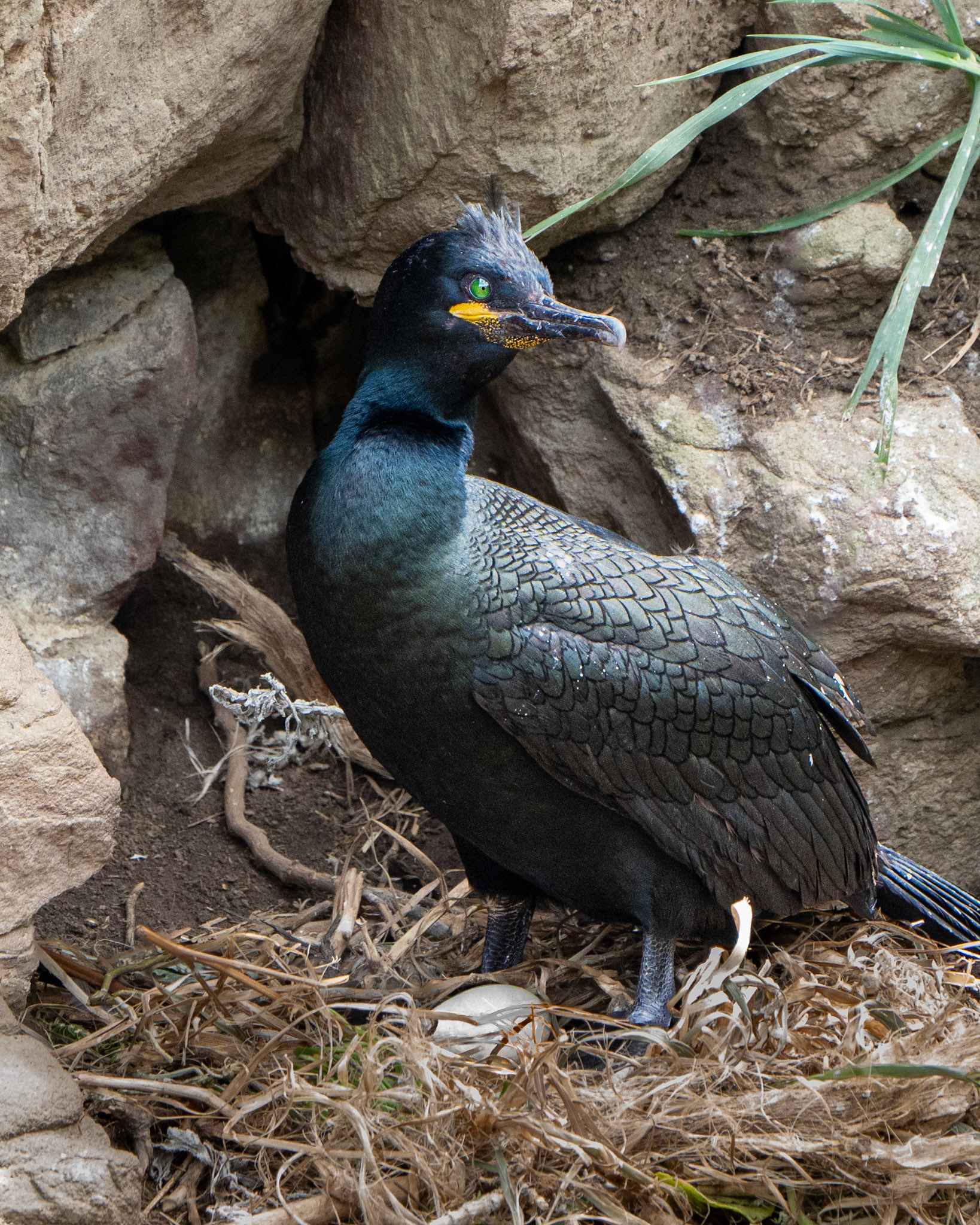 Cormoran huppé - Gulosus aristotelis - European Shag