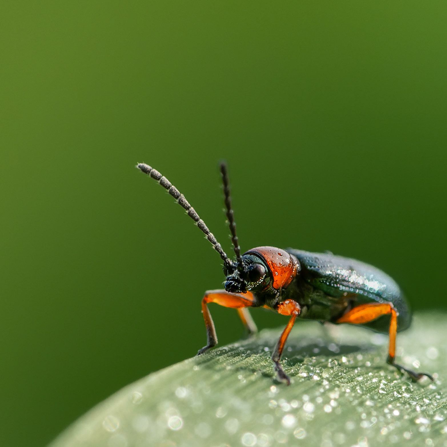 Léma à pieds noirs - Oulema melanopus - Cereal leaf beetle