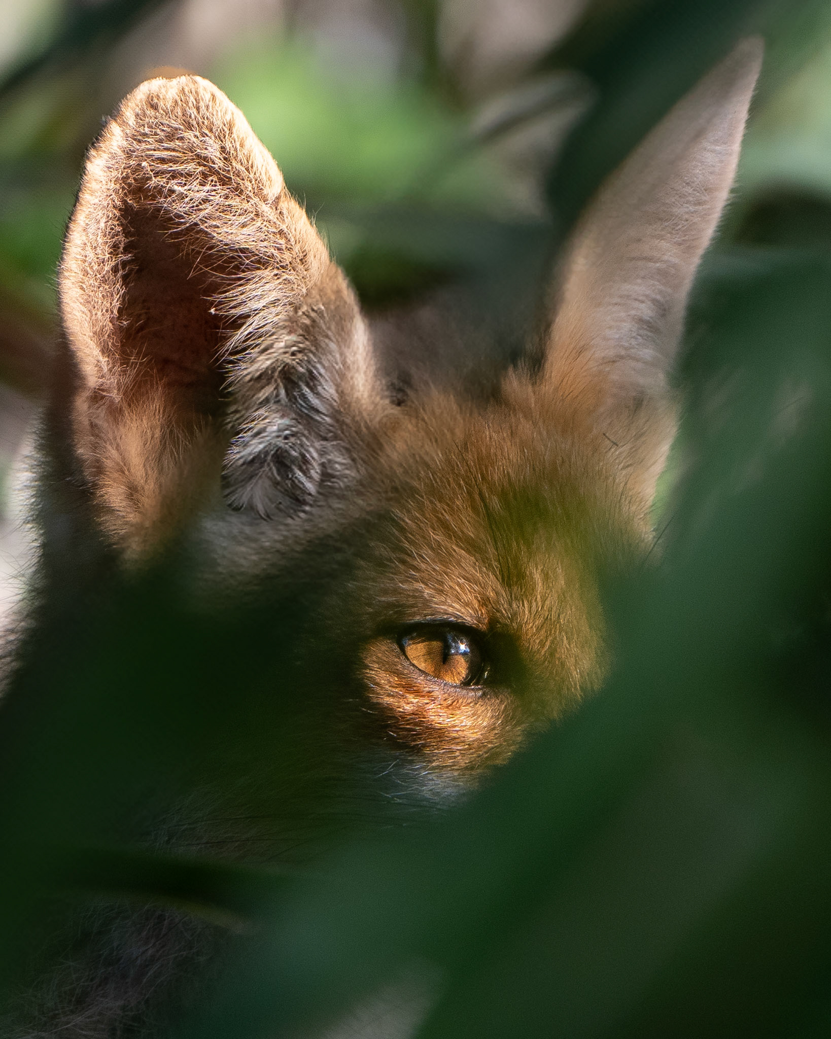 Renard roux - Vulpes vulpes - European red fox