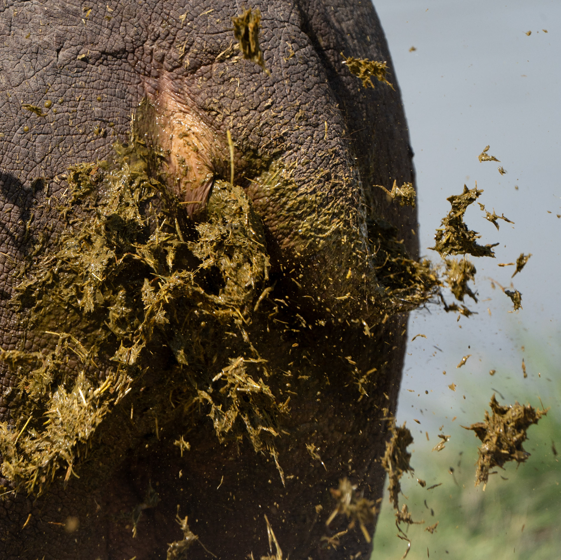 Hippopotame - Hippopotamus amphibius - river hippopotamus