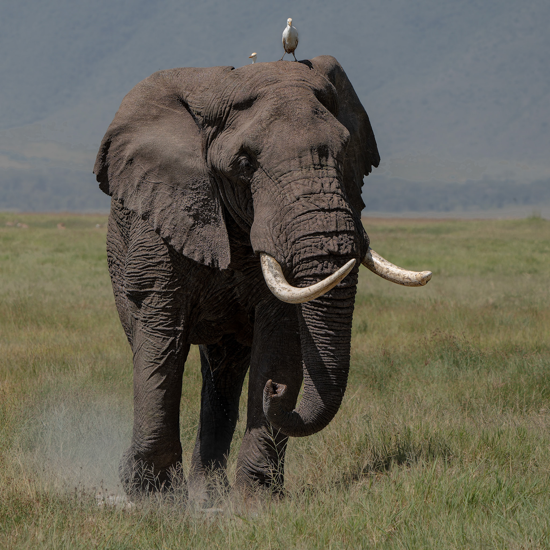 Elephant d'Afrique - Loxodonta africana - Aican elphant