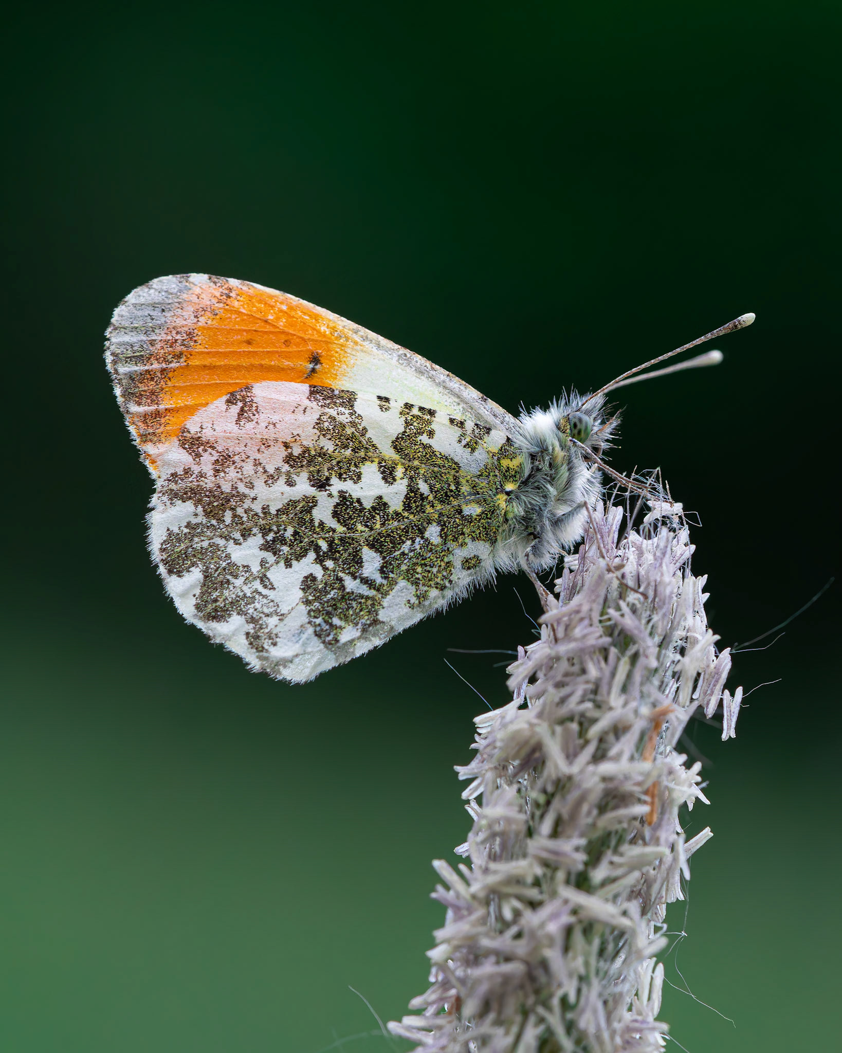 Aurore - Anthocharis cardamines - Orange tip