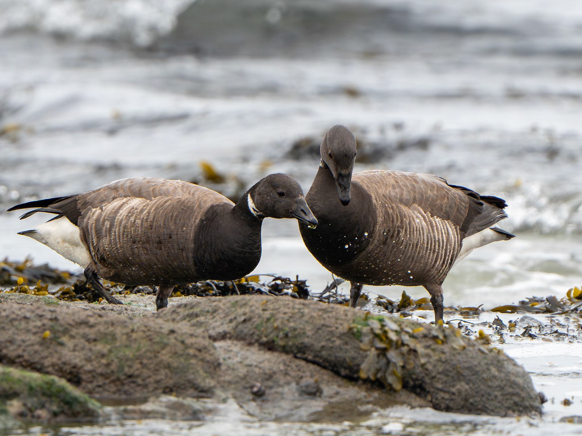 Bernache cravant- Branta bernicla - Brant Goose