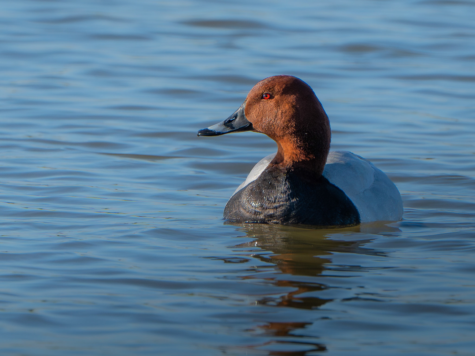 Fuligule milouin - Aythya ferina - Common Pochard
