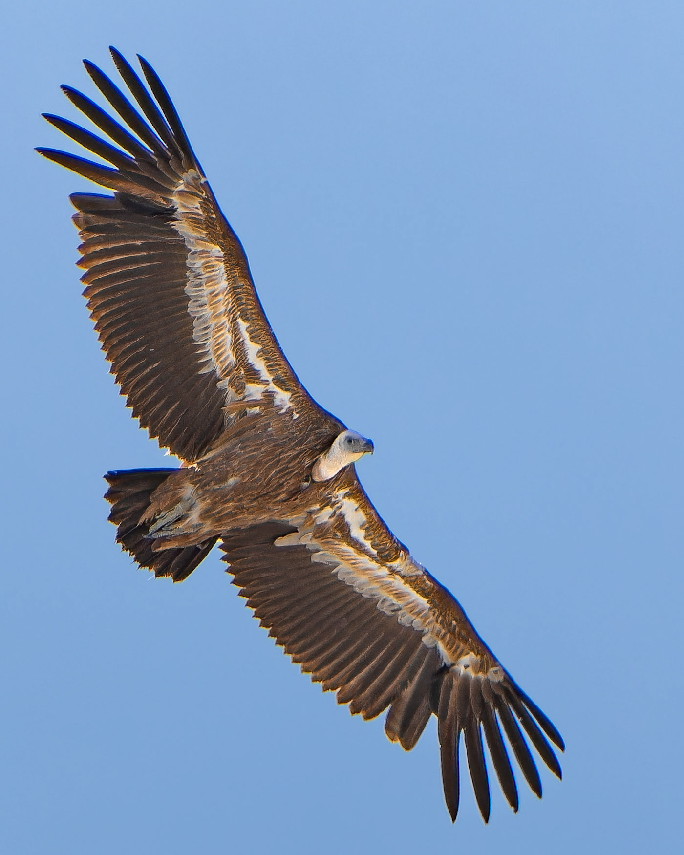 Vautour fauve - Gyps fulvus - Griffon Vulture