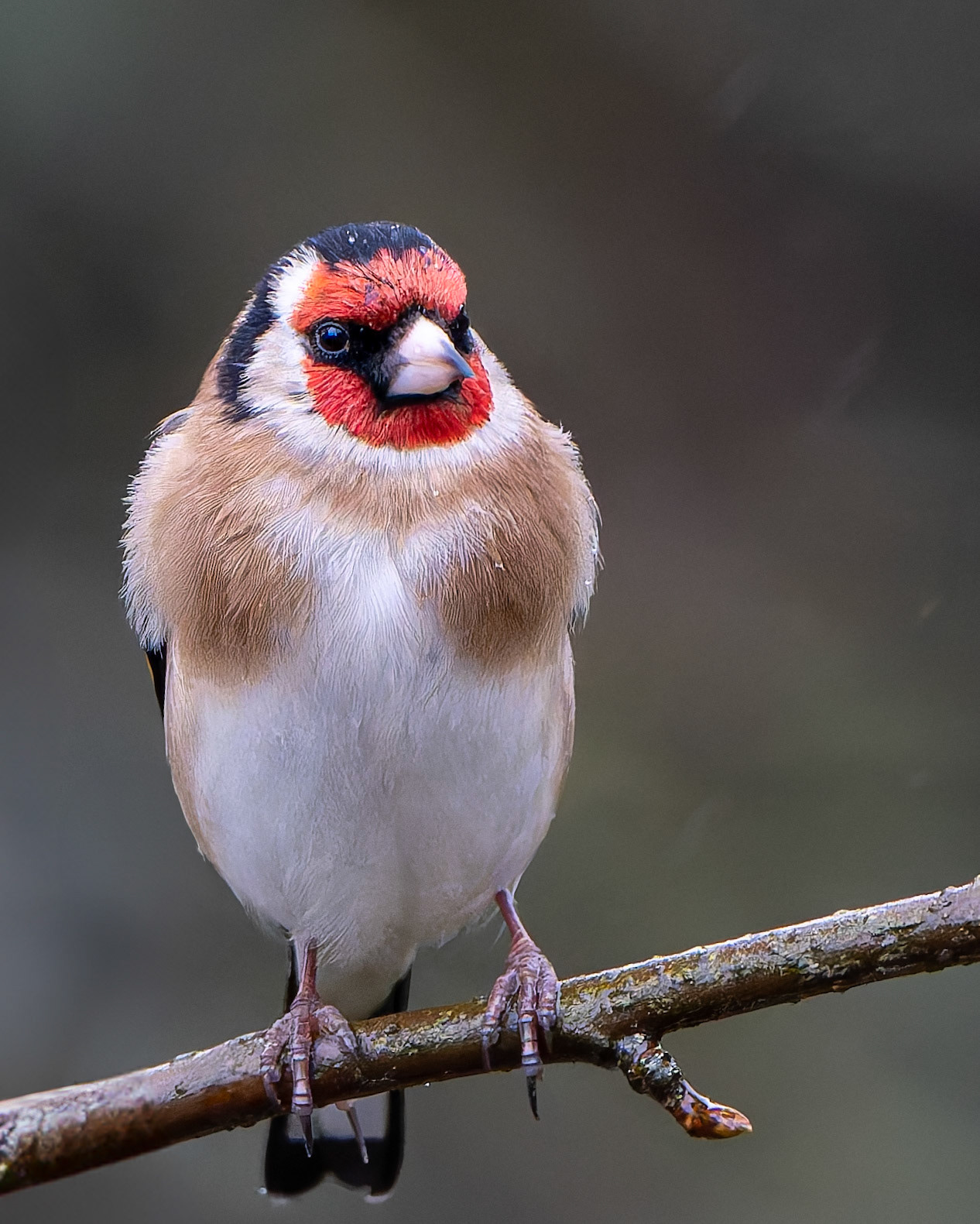 Chardonneret élégant - Carduelis carduelis - European Goldfinch