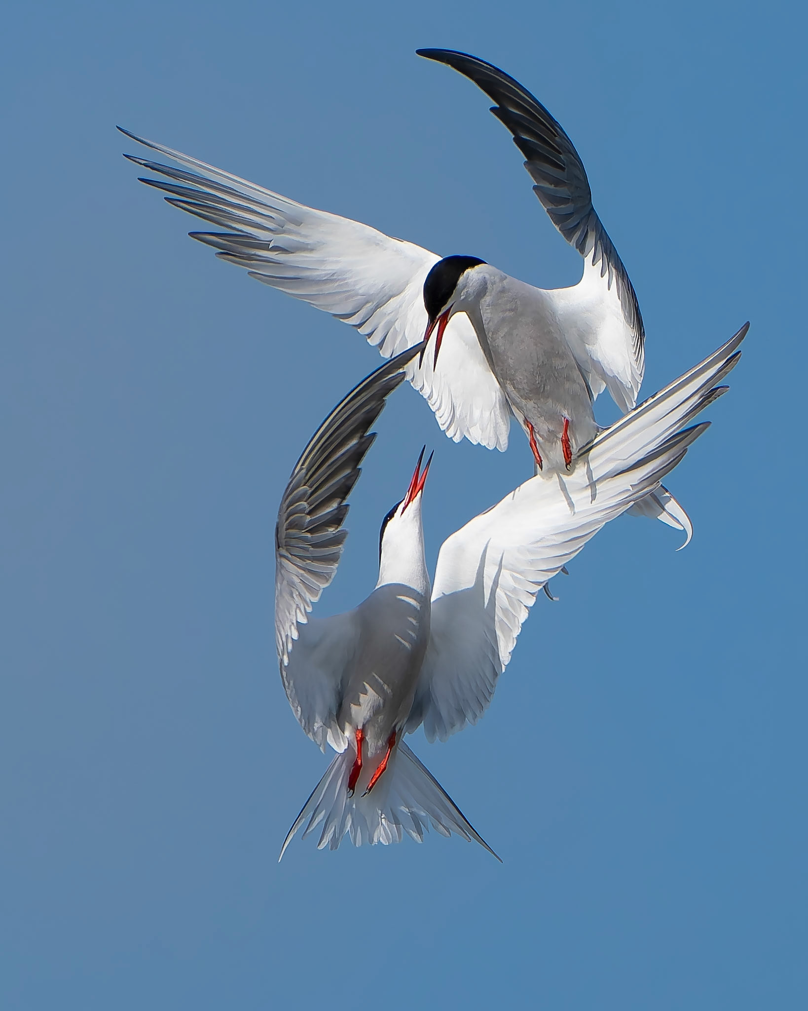 Sterne pierregarin - Sterna hirundo - Common Tern