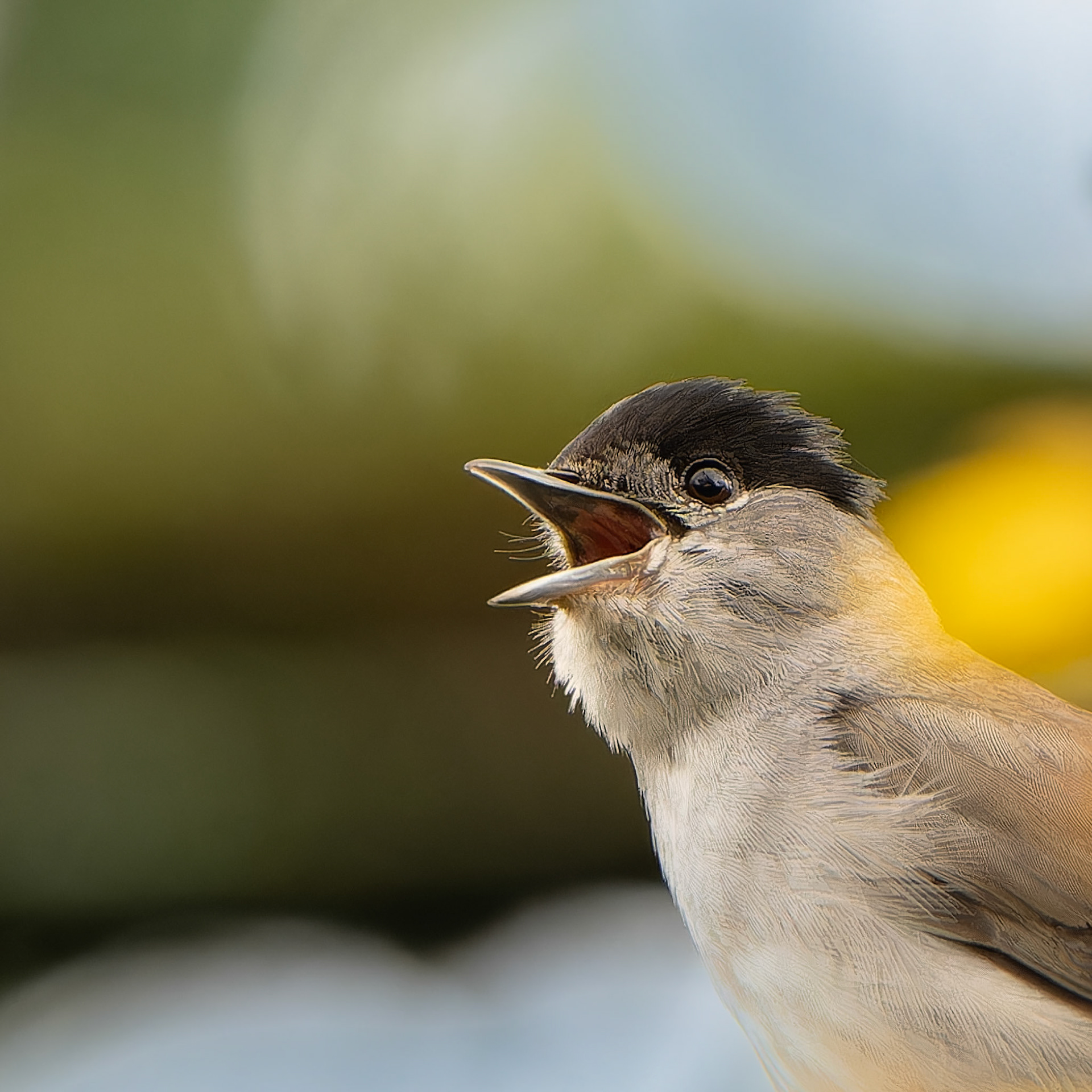 Fauvette à tête noire - Sylvia atricapilla - Eurasian Blackcap