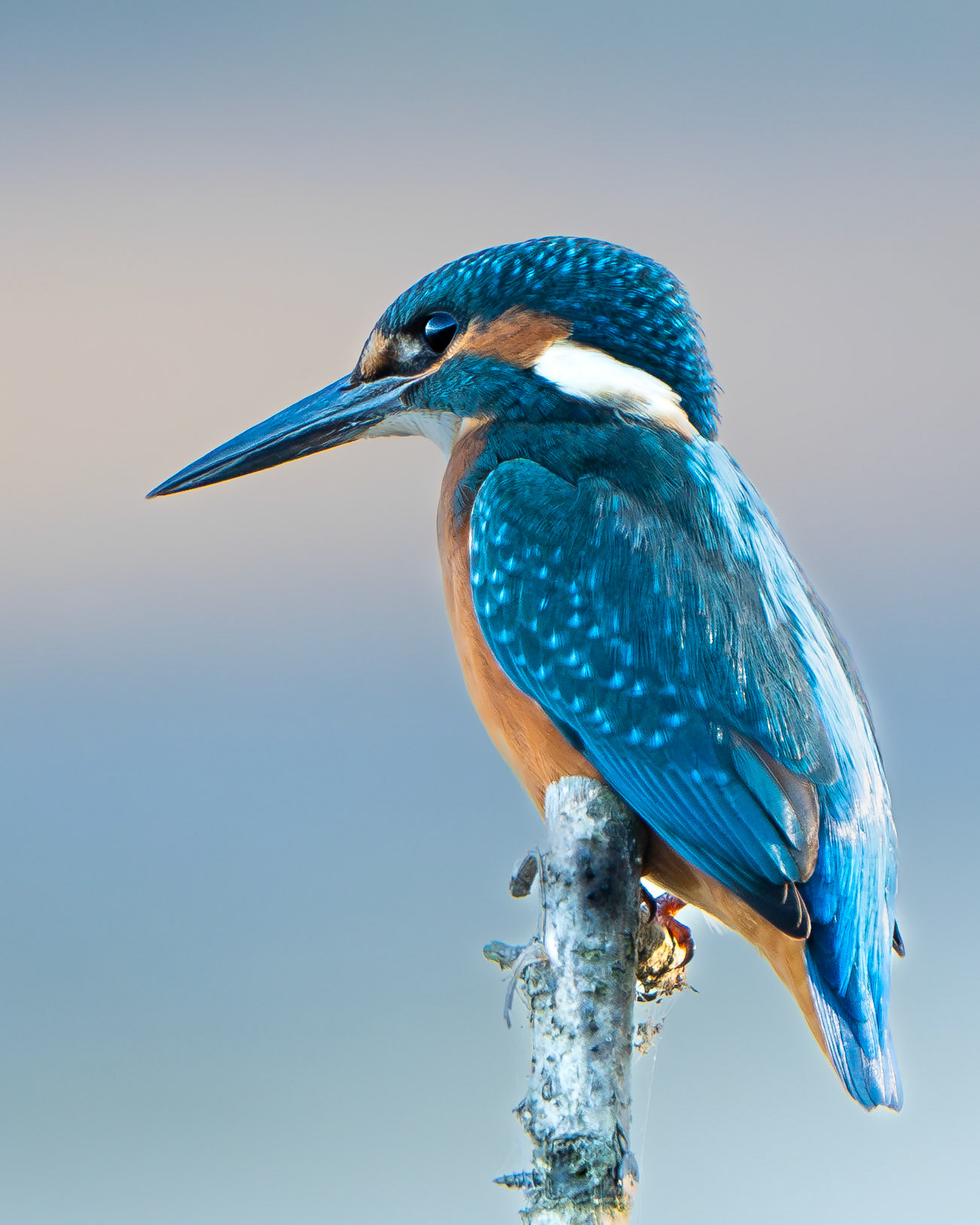 Martin pêcheur - Alcedo athis - Kingfisher