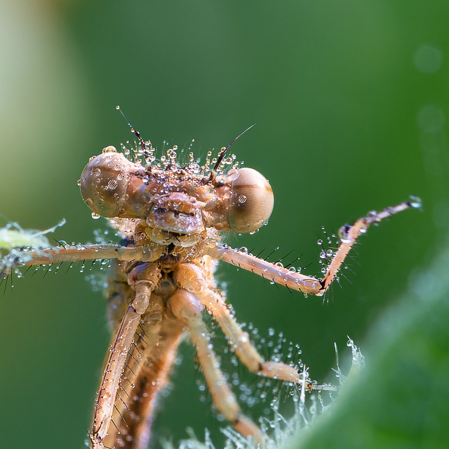 Pennipatte bleuâtre - Platycnemis pennipes - White legged damselfly