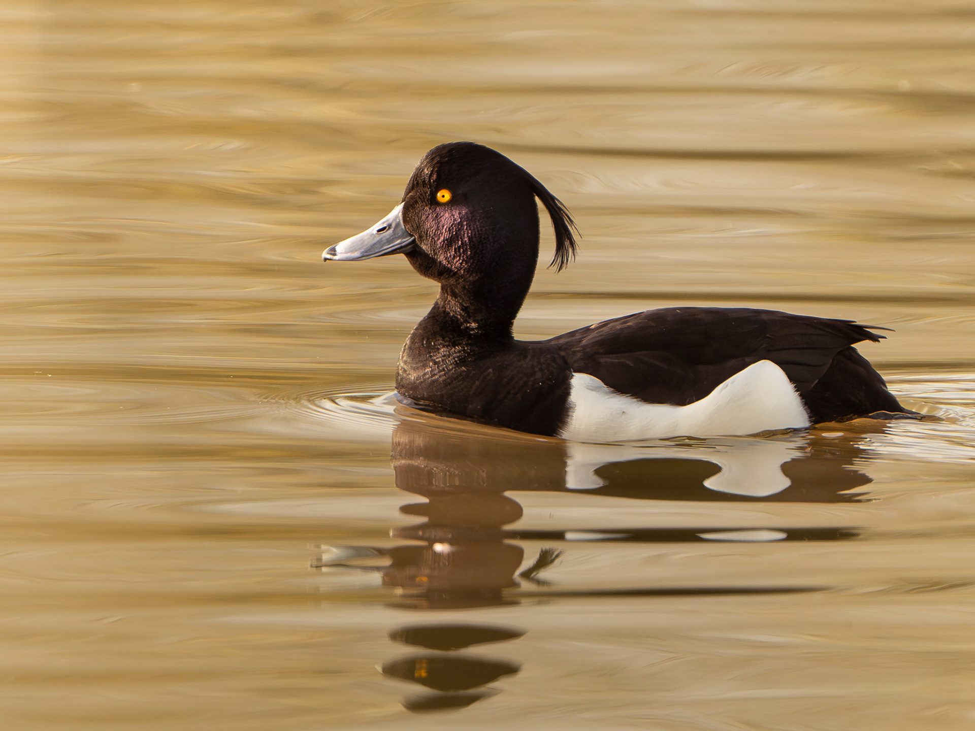 Fuligule morillon - Aythya fuligula - Tufted Duck