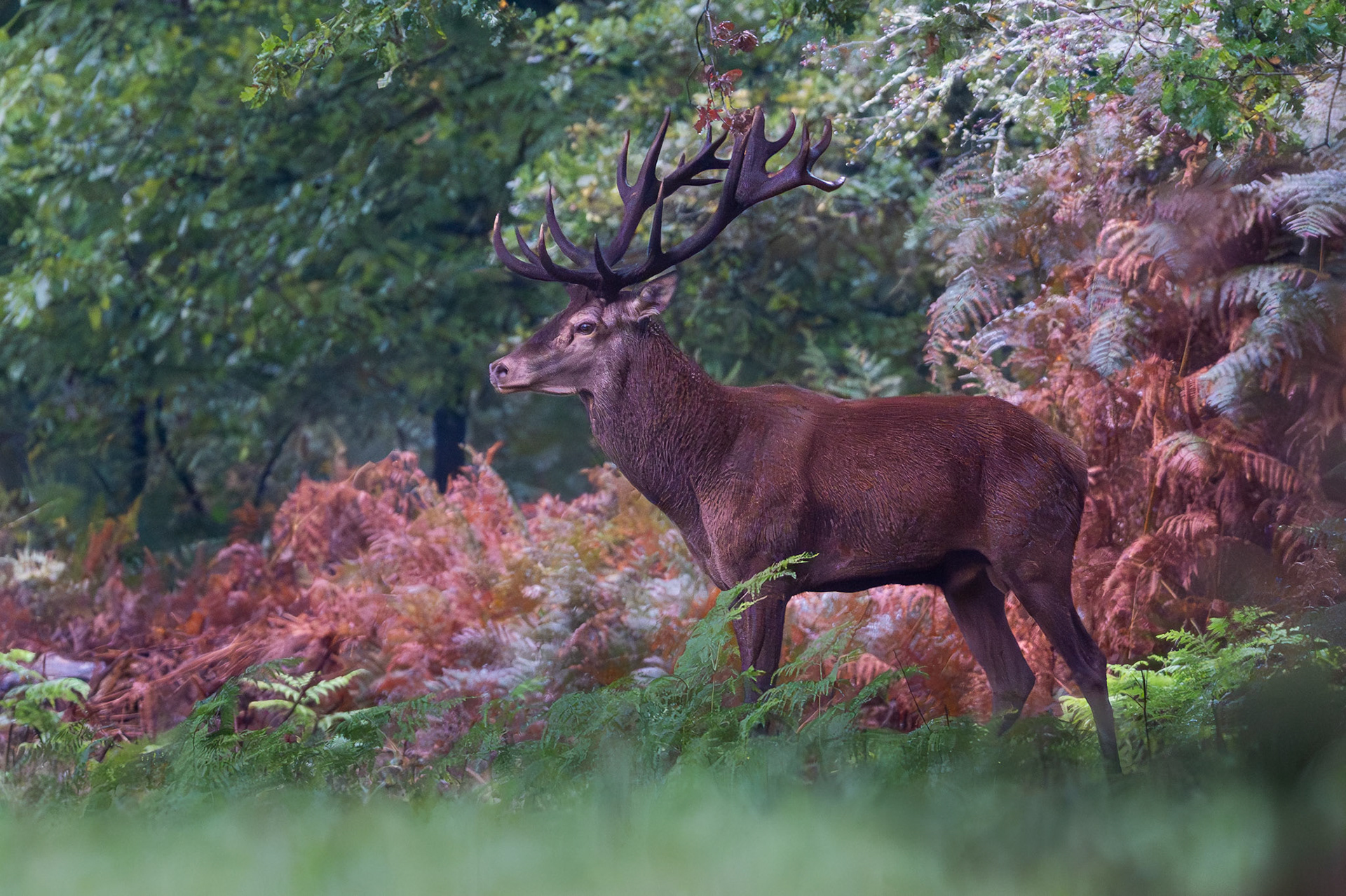 Cerf élaphe au brame - Cervus elaphus - Red deer