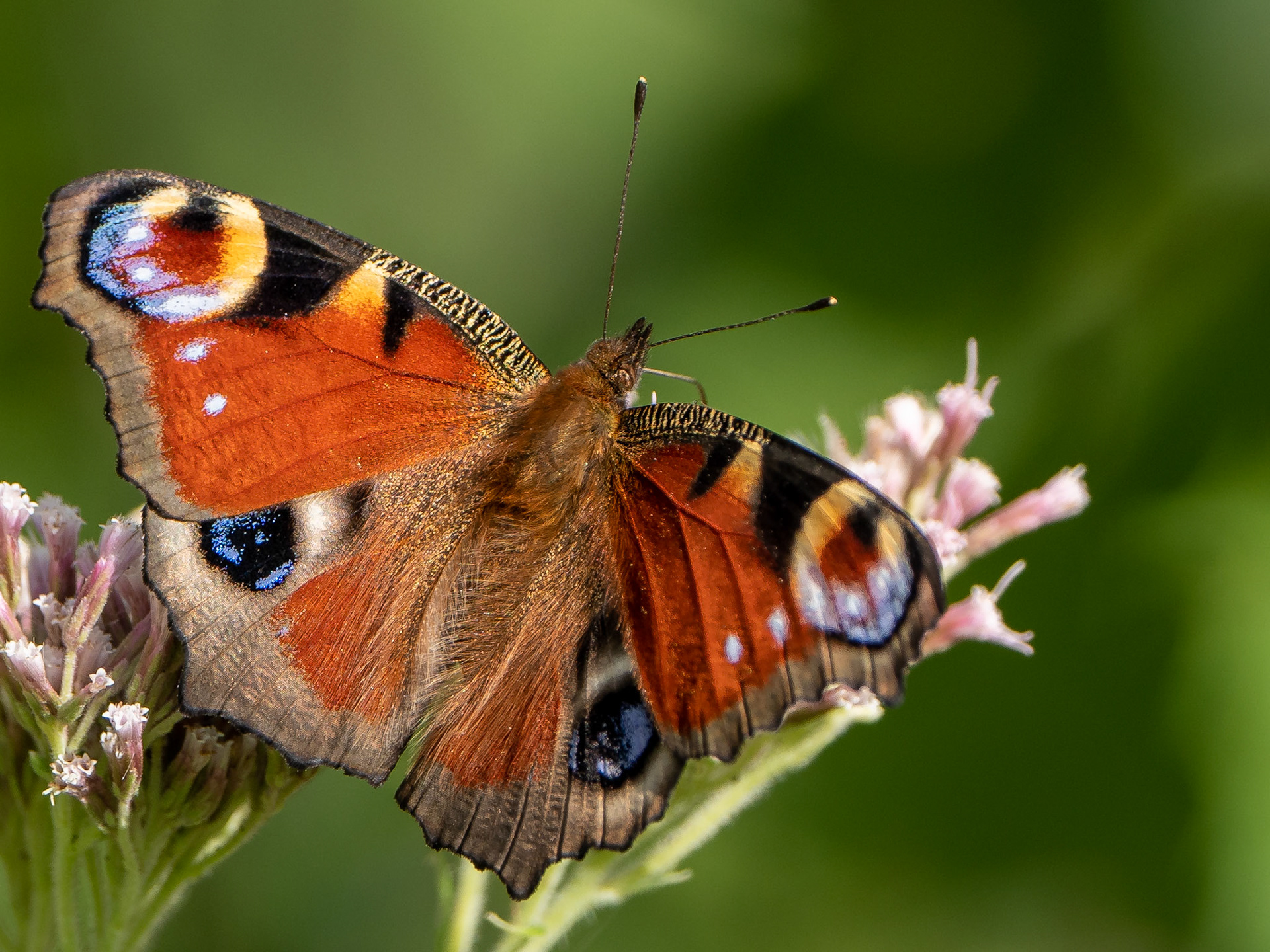 Paon du jour - Aglais io - Peacock butterfly