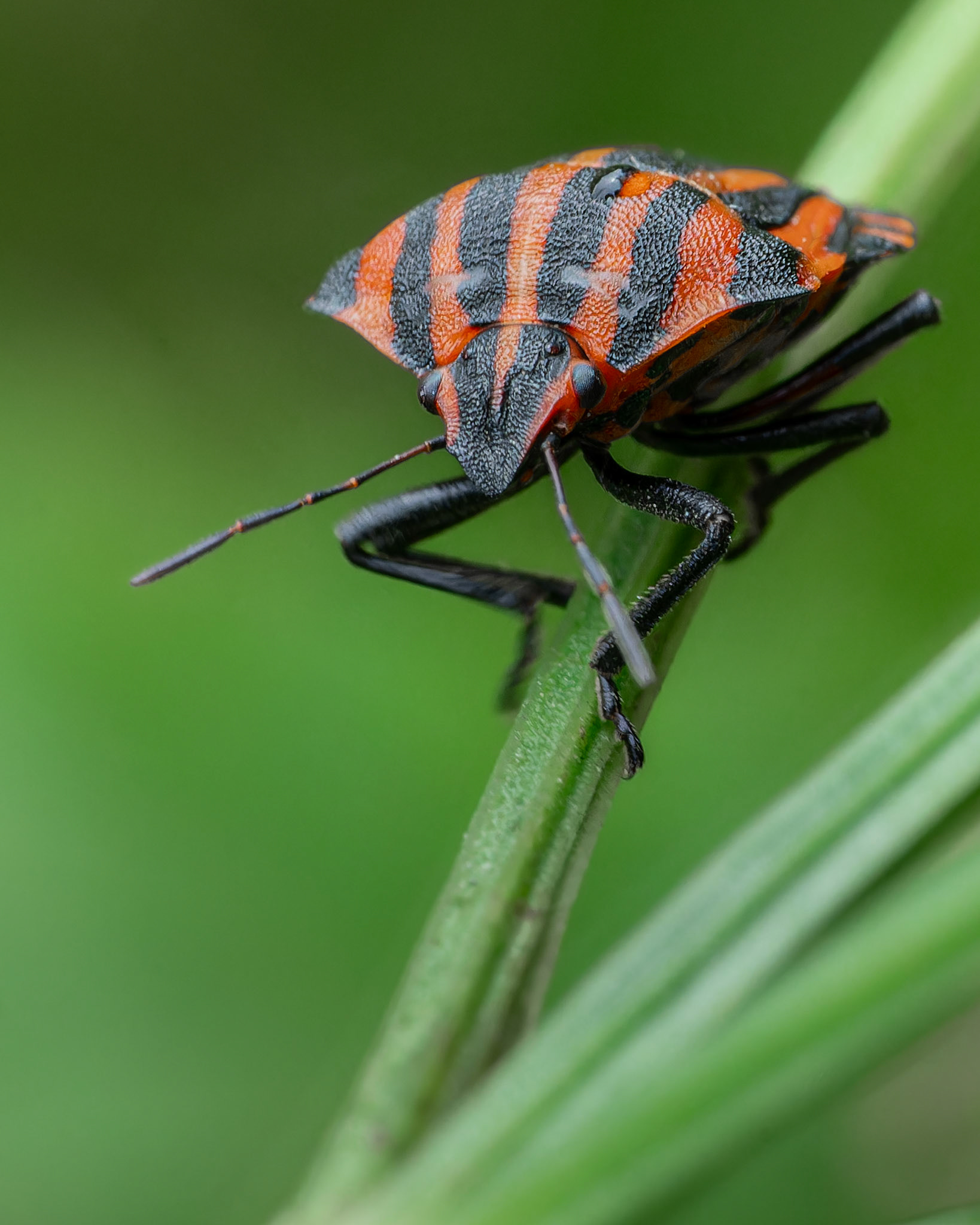 Graphosome d'Italie - Graphosoma italicum  - Italian striped bug