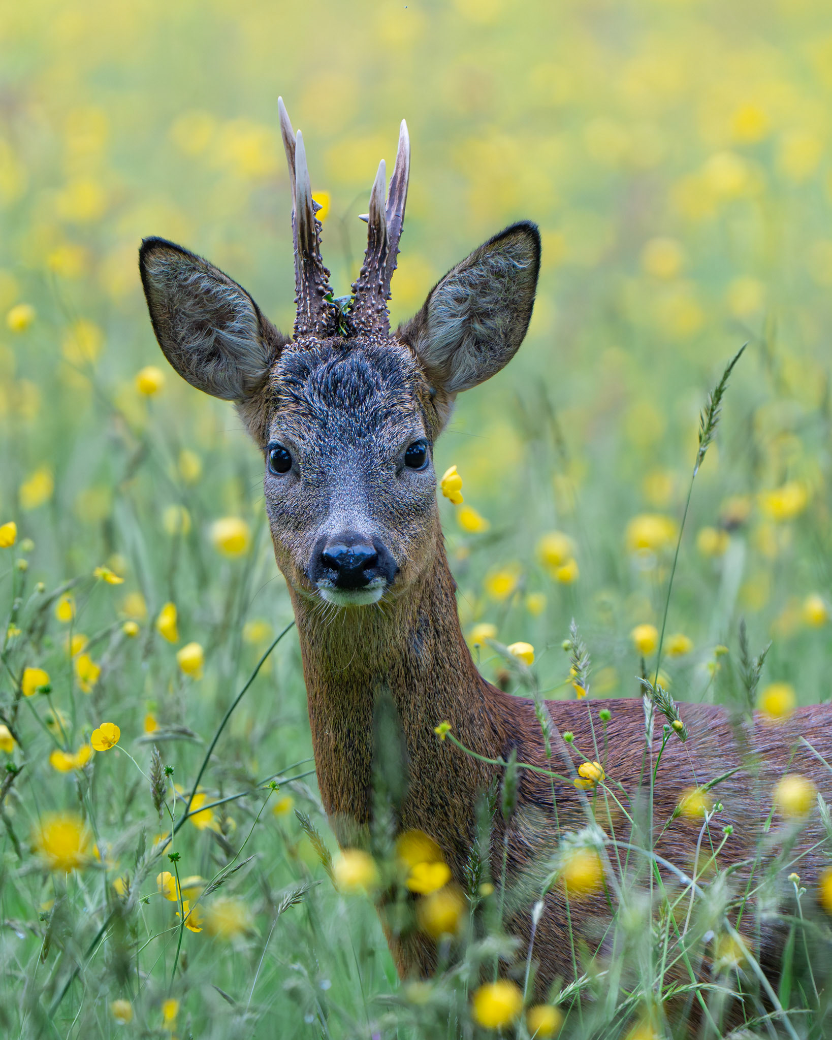 Chevreuil - Capreolus capreolus - Roe deer
