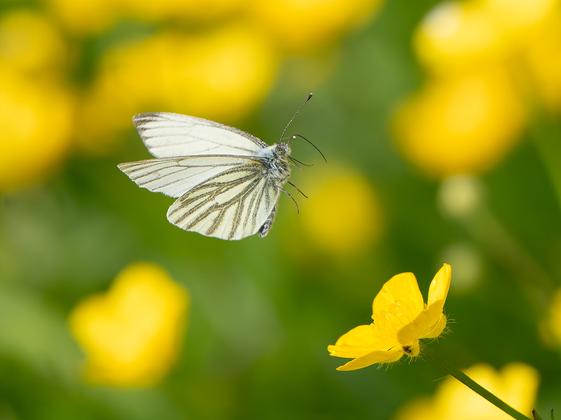 Piéride du navet - Pieris napi - Green-veined White