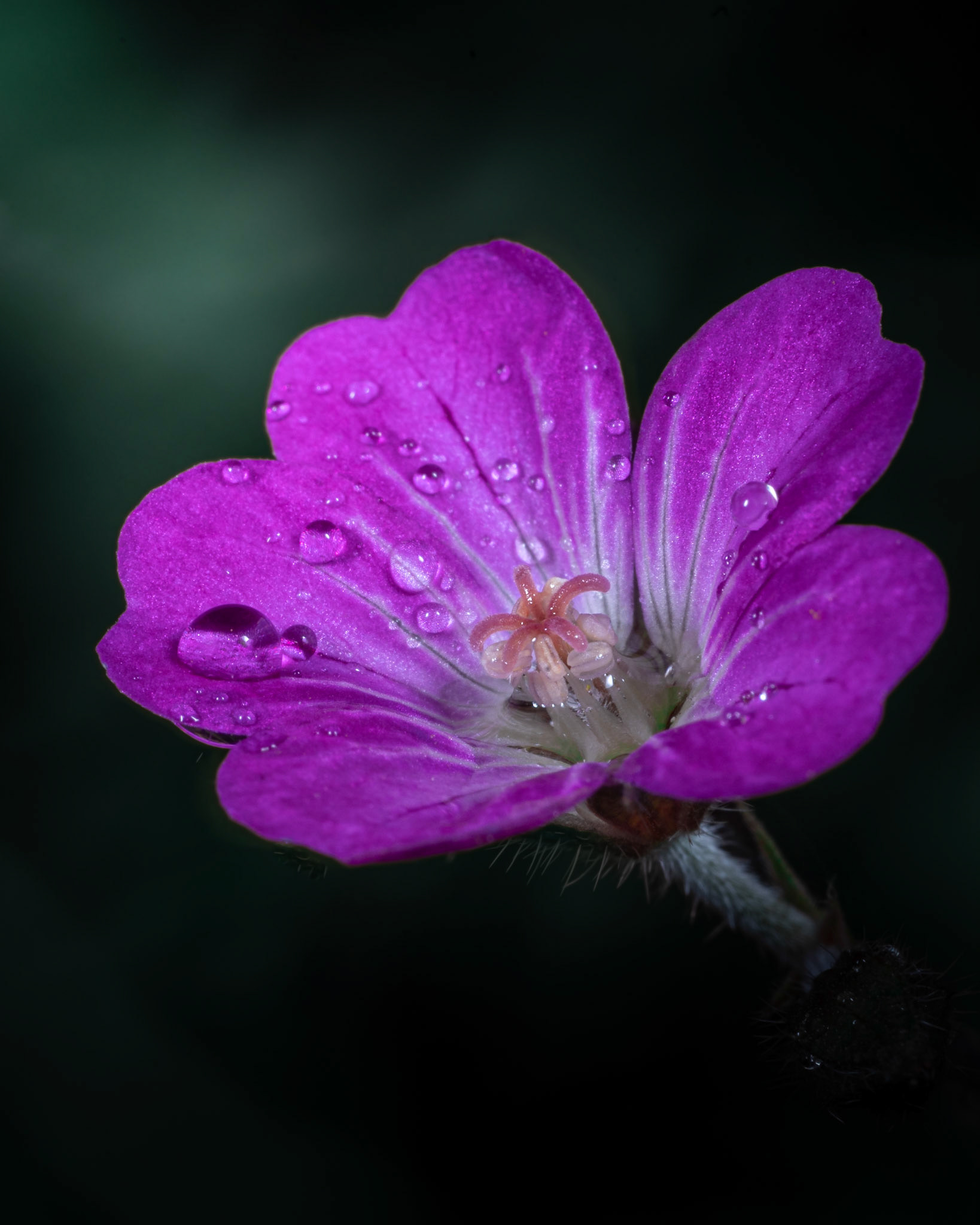 Geranium sanguin - Geranium sanguineum - Bloody crane's-bill