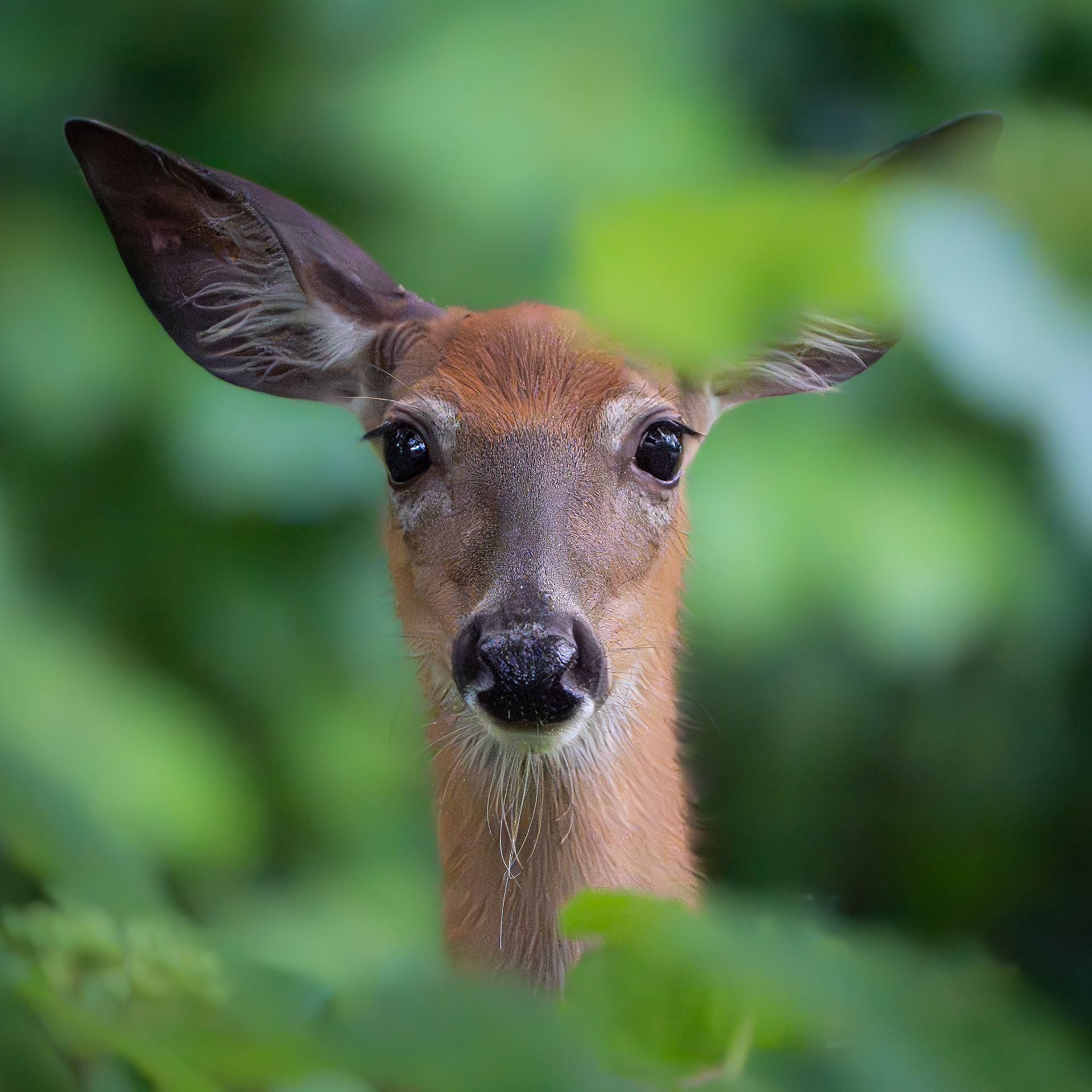 Cerf de Virginie - Odocoileus virginianus - White-tailed deer