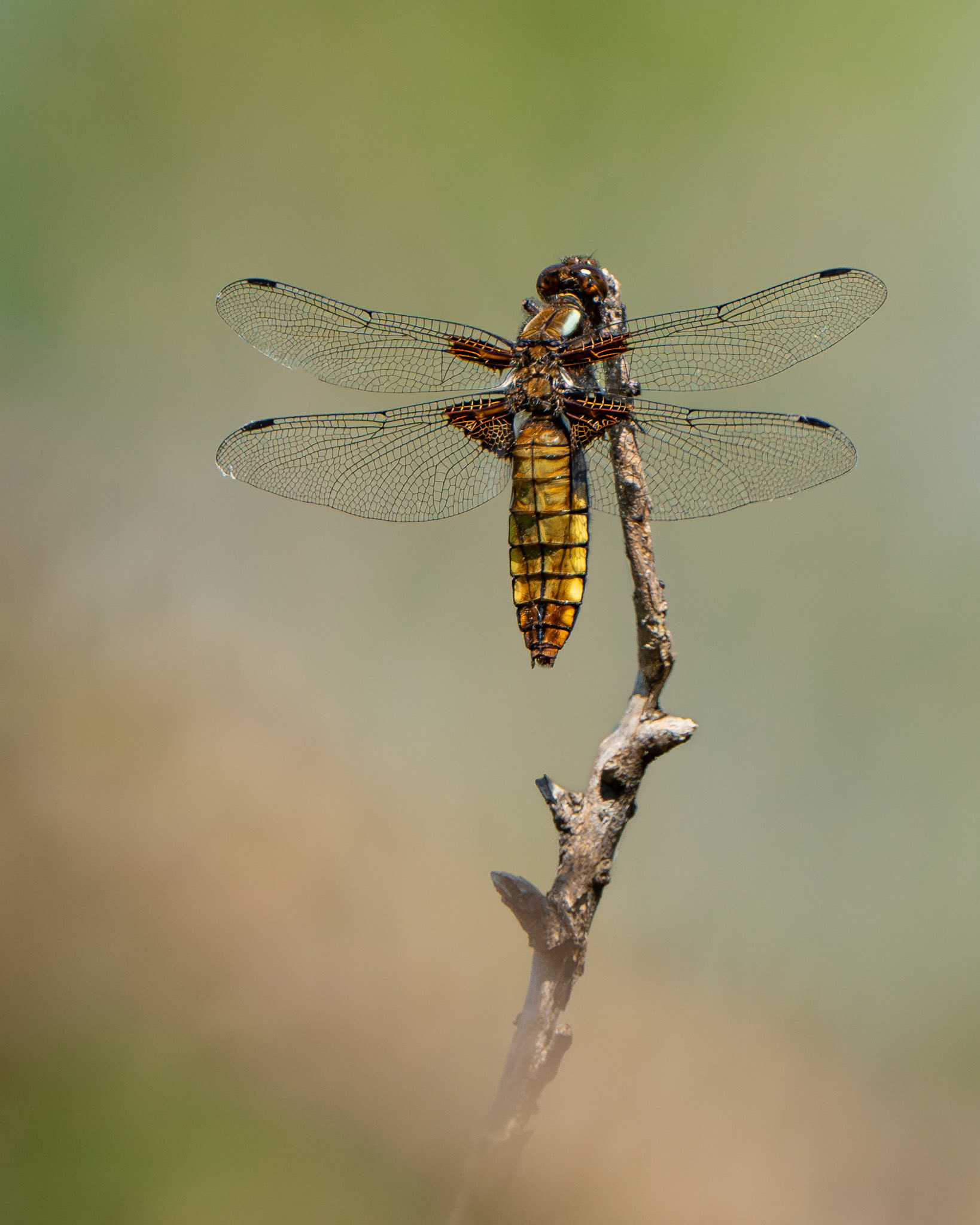 Libellule déprimée - Libellula depressa - Broad-bodied chaser
