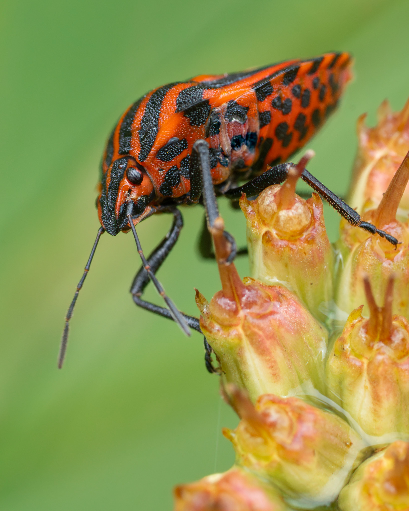Graphosome d'Italie - Graphosoma italicum