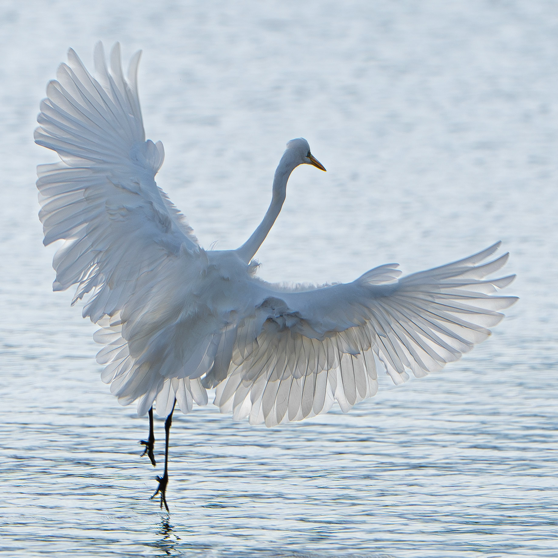 Grande aigrette - Ardea alba - Great egret