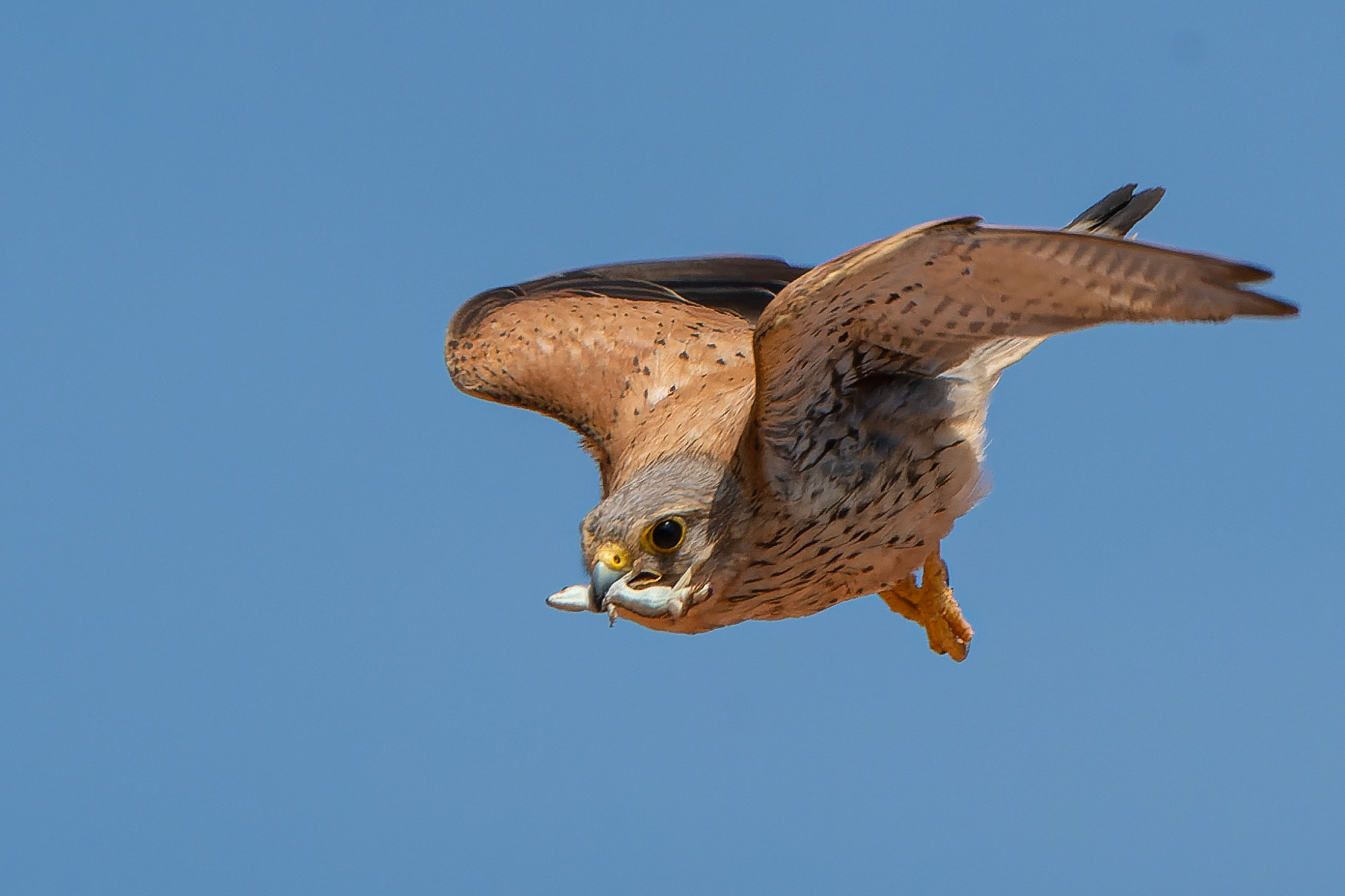 Faucon crécerelle - Falco tinnunculus - Common kestrel