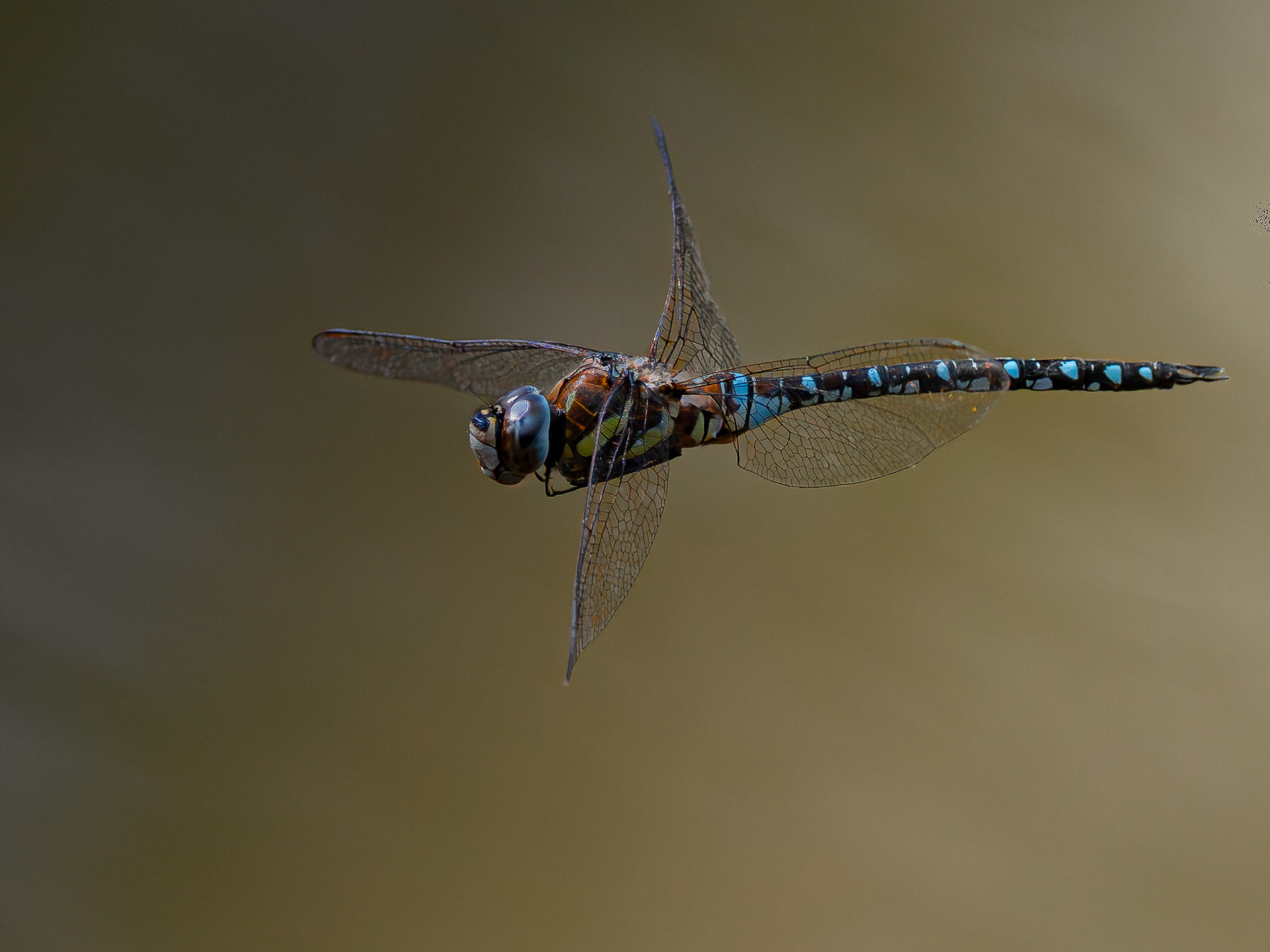 Aeschne mixte - Aeschna mixta - Migrant hawker