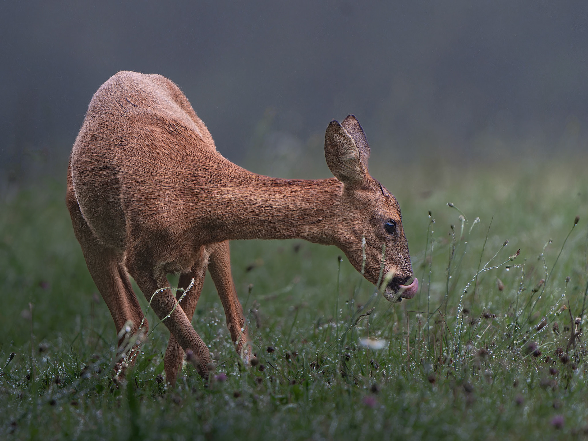 Chevrette - Capreolus capreolus -Roe deer