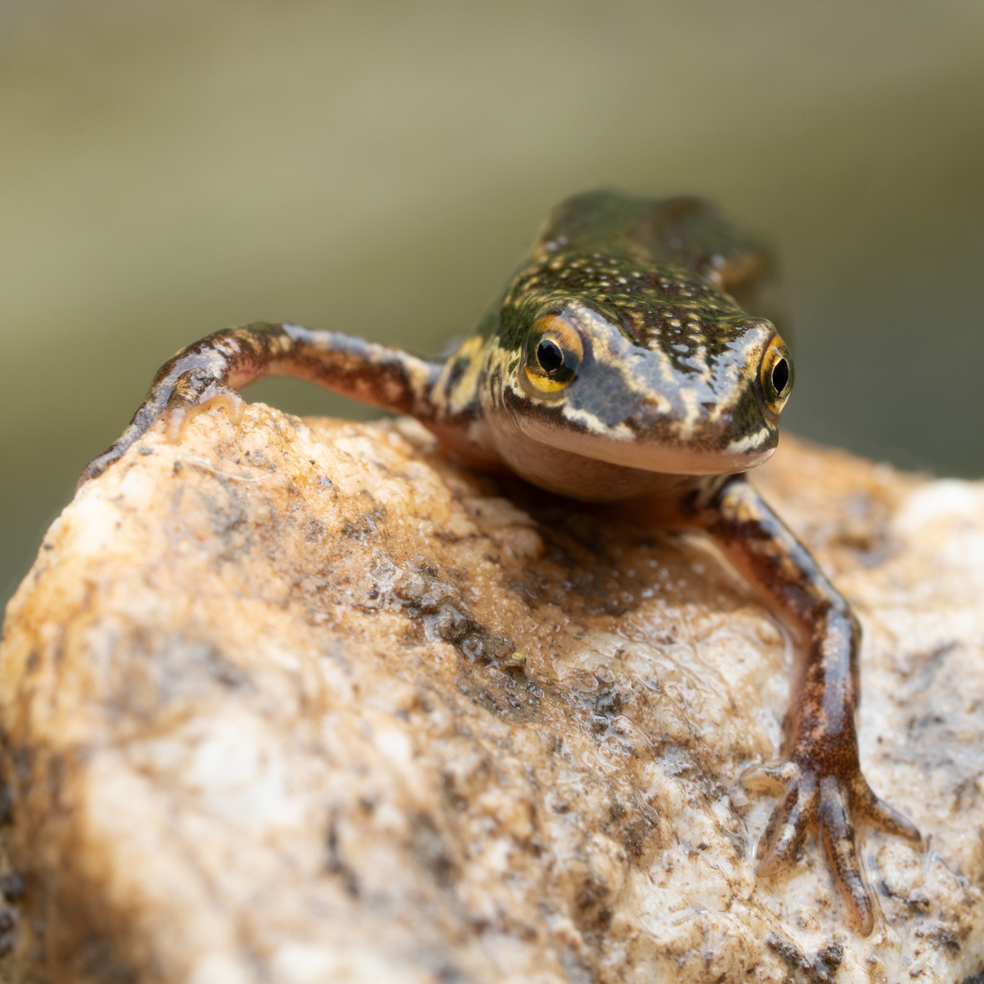 Triton palmé - Lissotriton helveticus - palmate newt