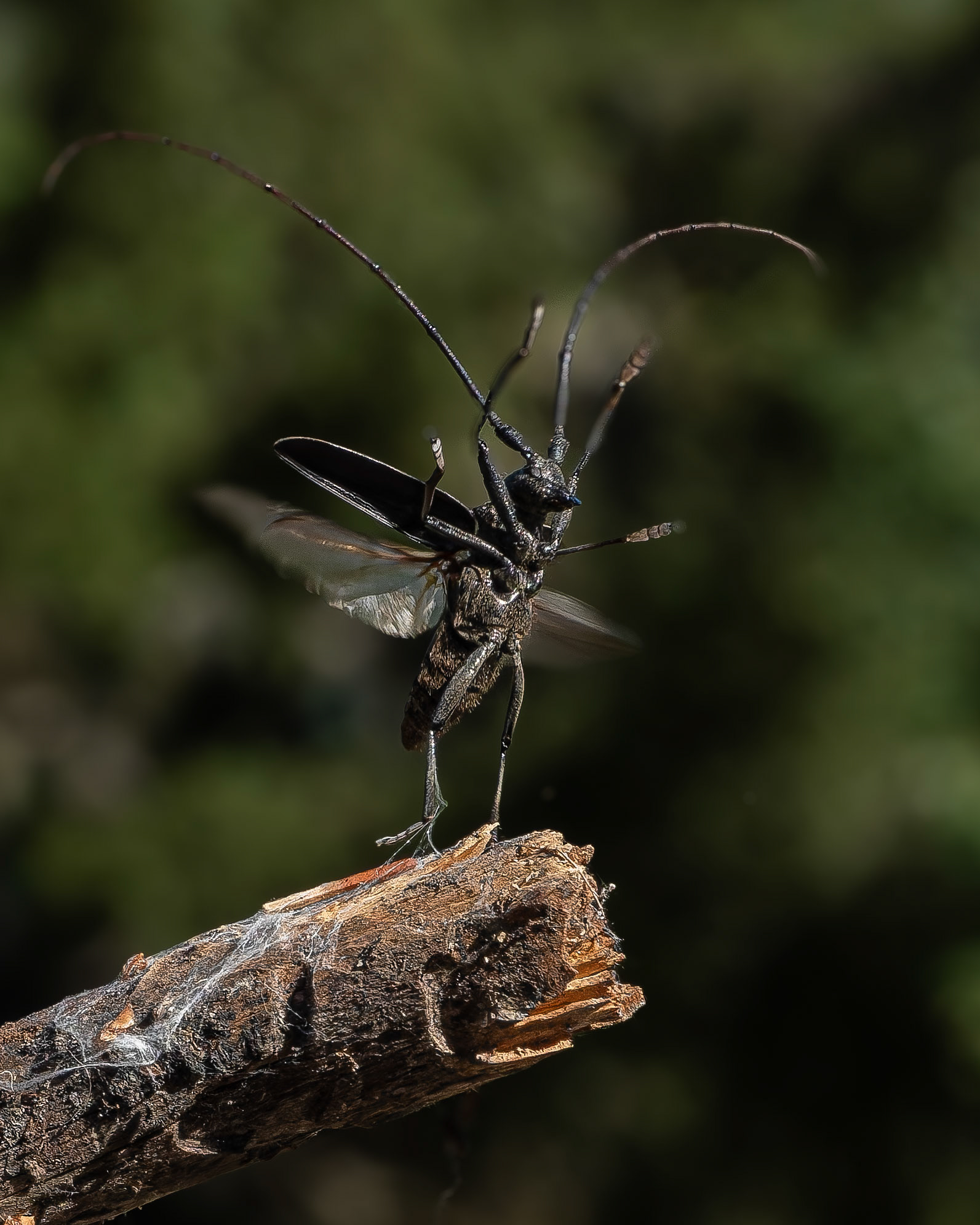 Monochame d'Olivier - Pine Sawyer beetle - Monochamus galloprovincialis