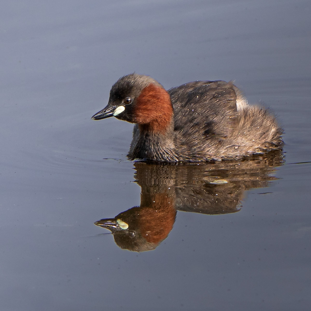 Grèbe castagneux - Tachybaptus ruficollis - Little Grebe