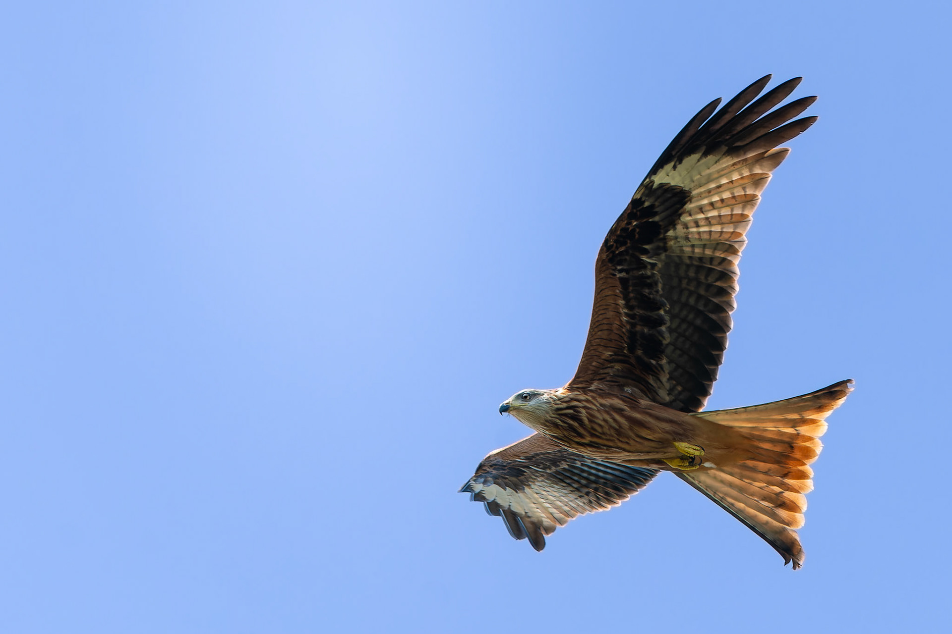 Milan royal - Milvus milvus - Red kite