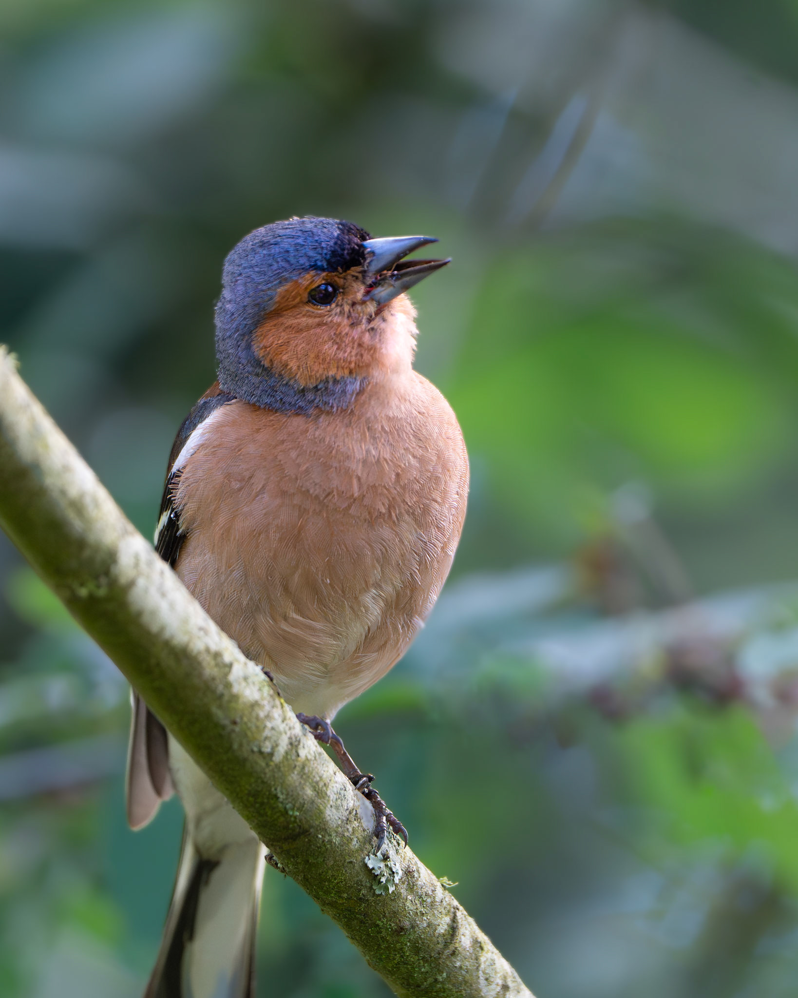 Pinson des arbres - Fringilla coelebs - Eurasian Chaffinch
