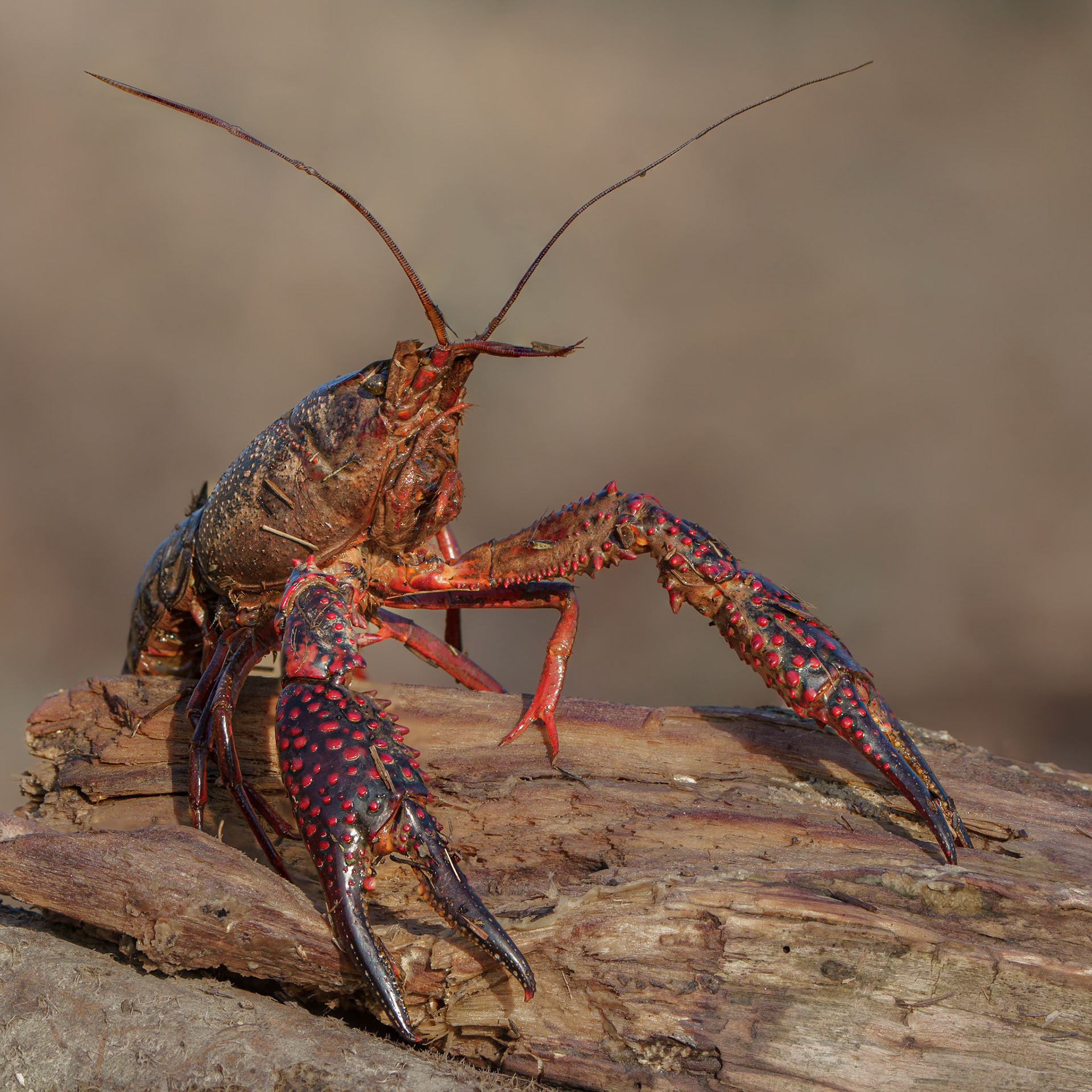 Ecrevisse de Louisiane - Procambarus clarkii - Red swamp crayfish