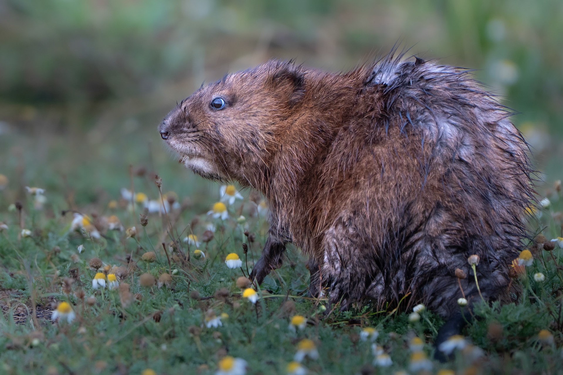 Rat musqué - Ondatra zibethicus - Common Muskrat