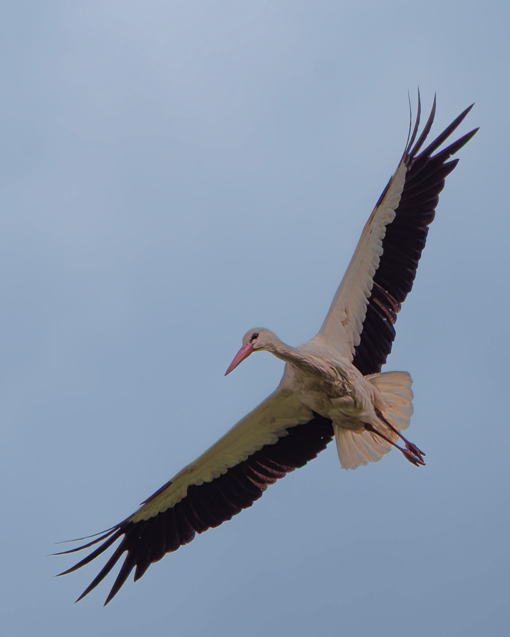 Cigogne blanche - Ciconia ciconia - White stork