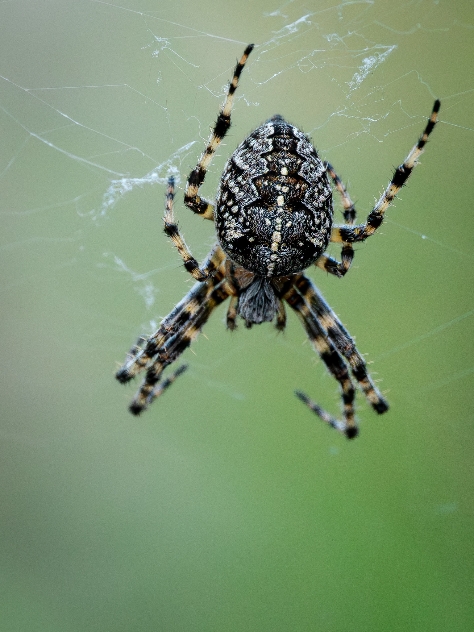 Epeire diadème - Araneus diadematus - Garden spider