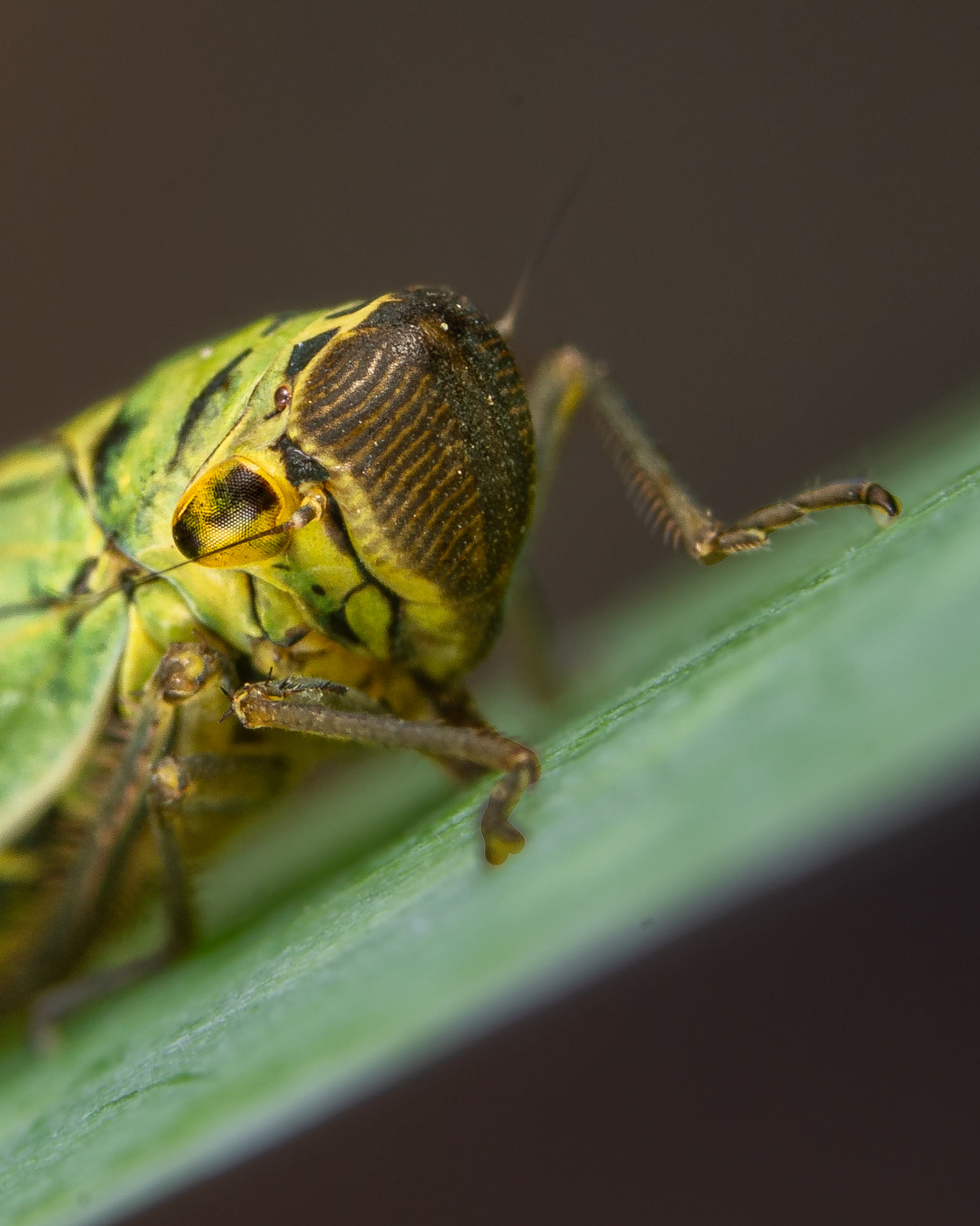 Cicadelle verte - Cicadella viridis - Green leafhopper