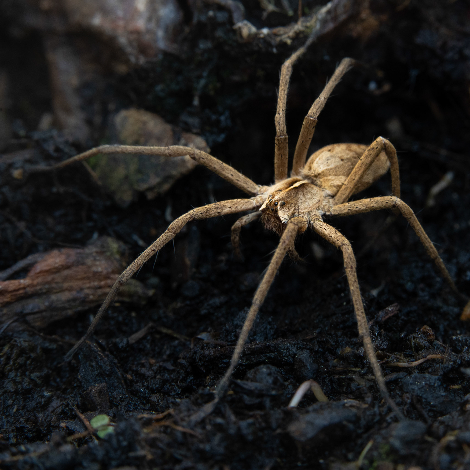 Pisaure admirable - Pisaura mirabilis - Nursery web spider