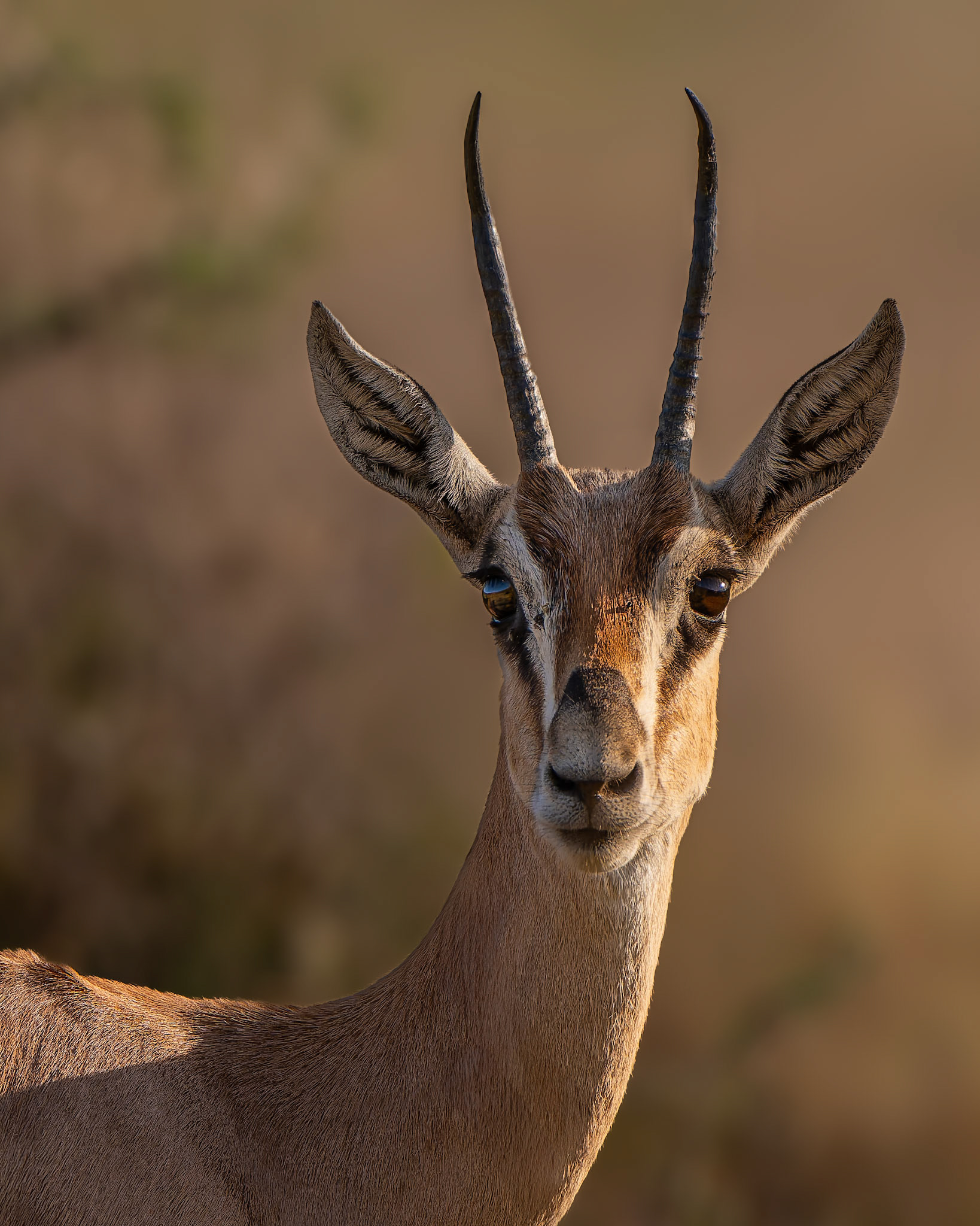 Gazelle de Thomson - Eudorcas thomsonii - Thomson's gazelle