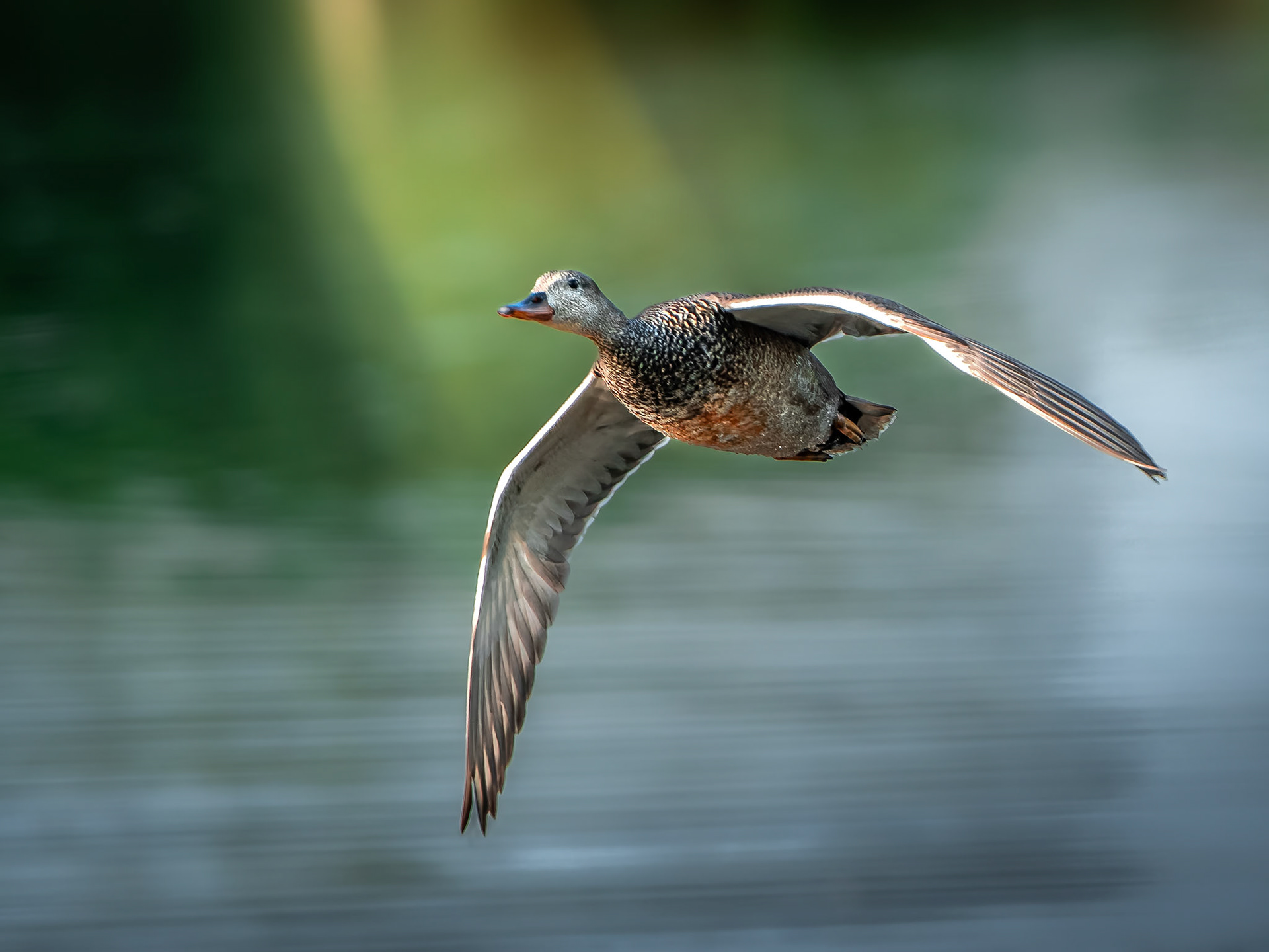 Canard chipeau - Mareca strepera - Gadwall