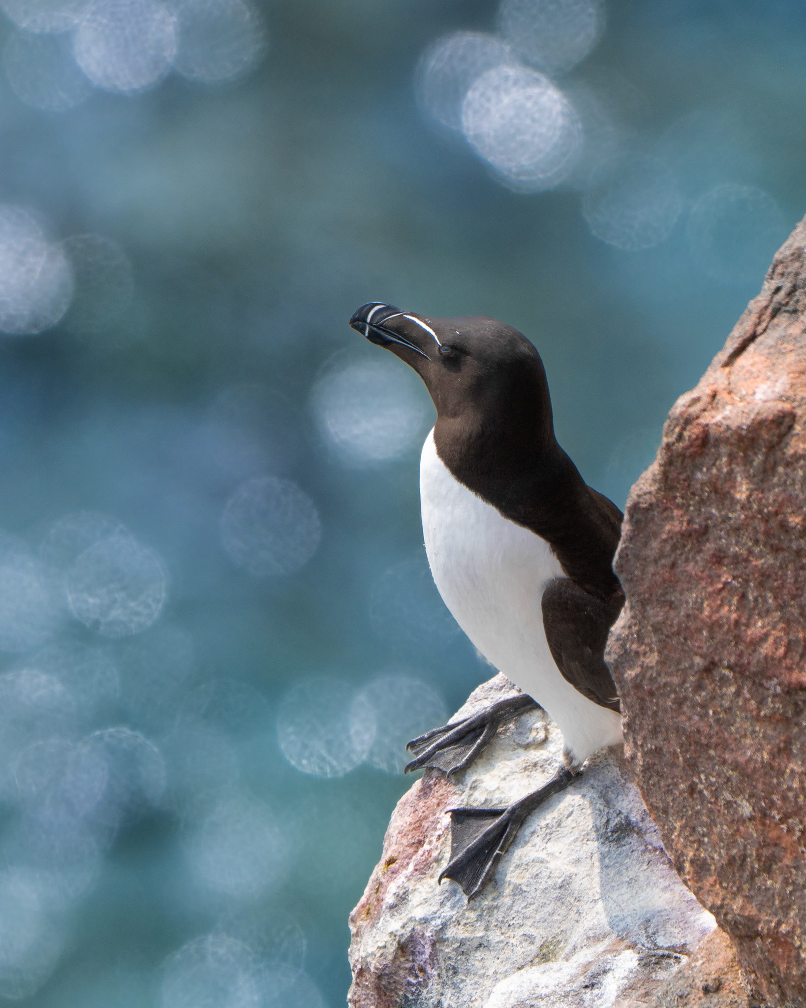 Pingouin torda - Alca torda - Razor bill