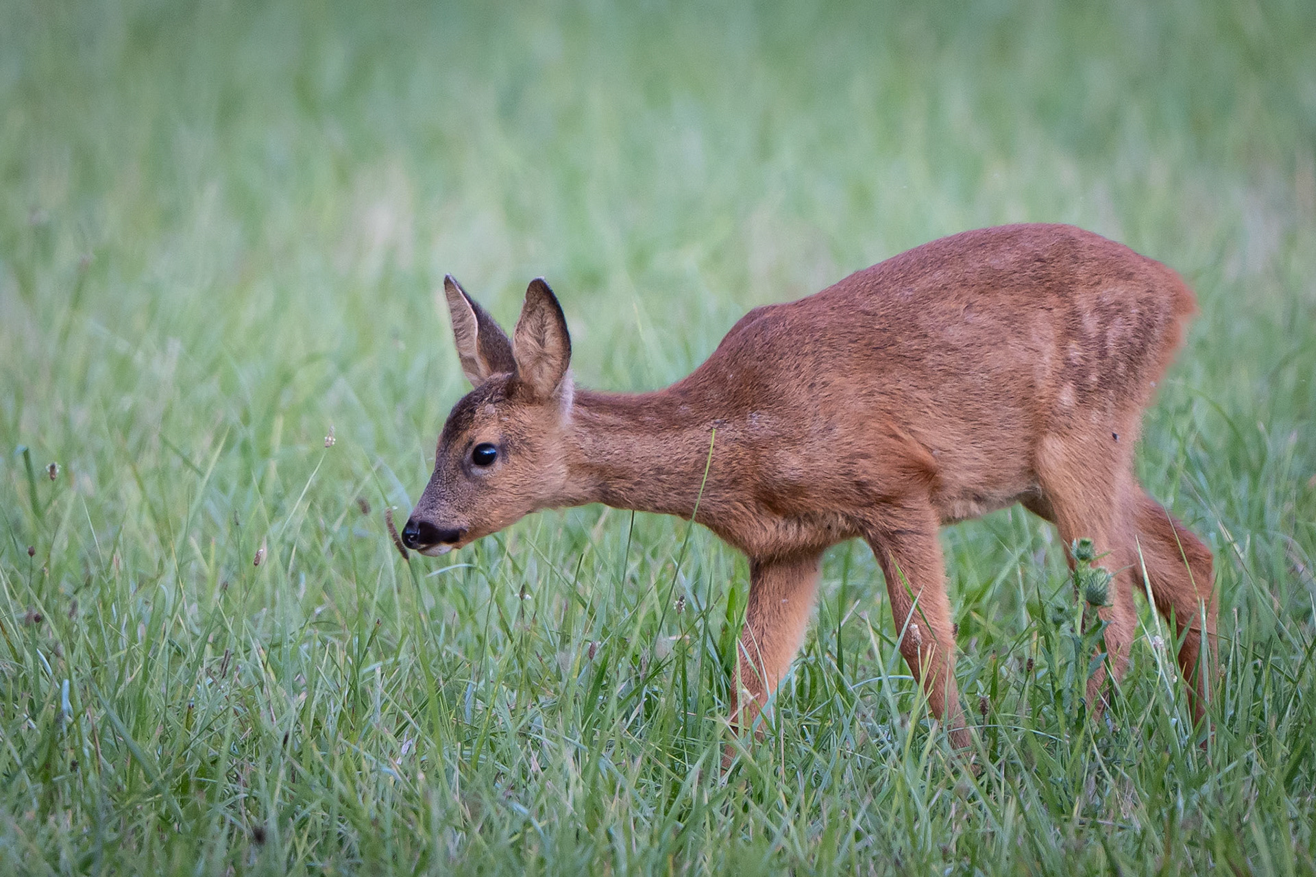 Chevreuil juvénile - Capreolus capreolus -Roe deer