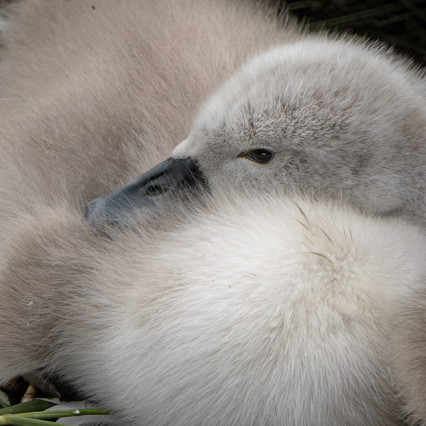 Cygne tuberculé - cygnus olor - Mute swan