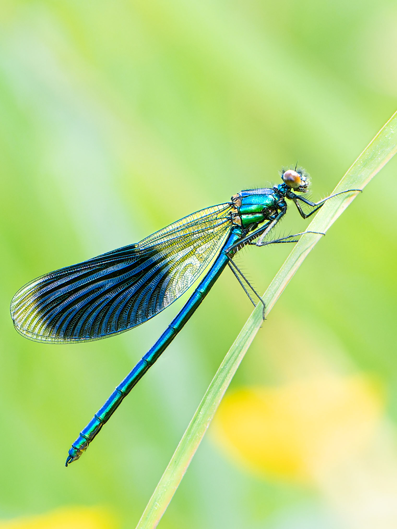 Caloptéryx splendide - Calopterx splendens - Banded demoiselle