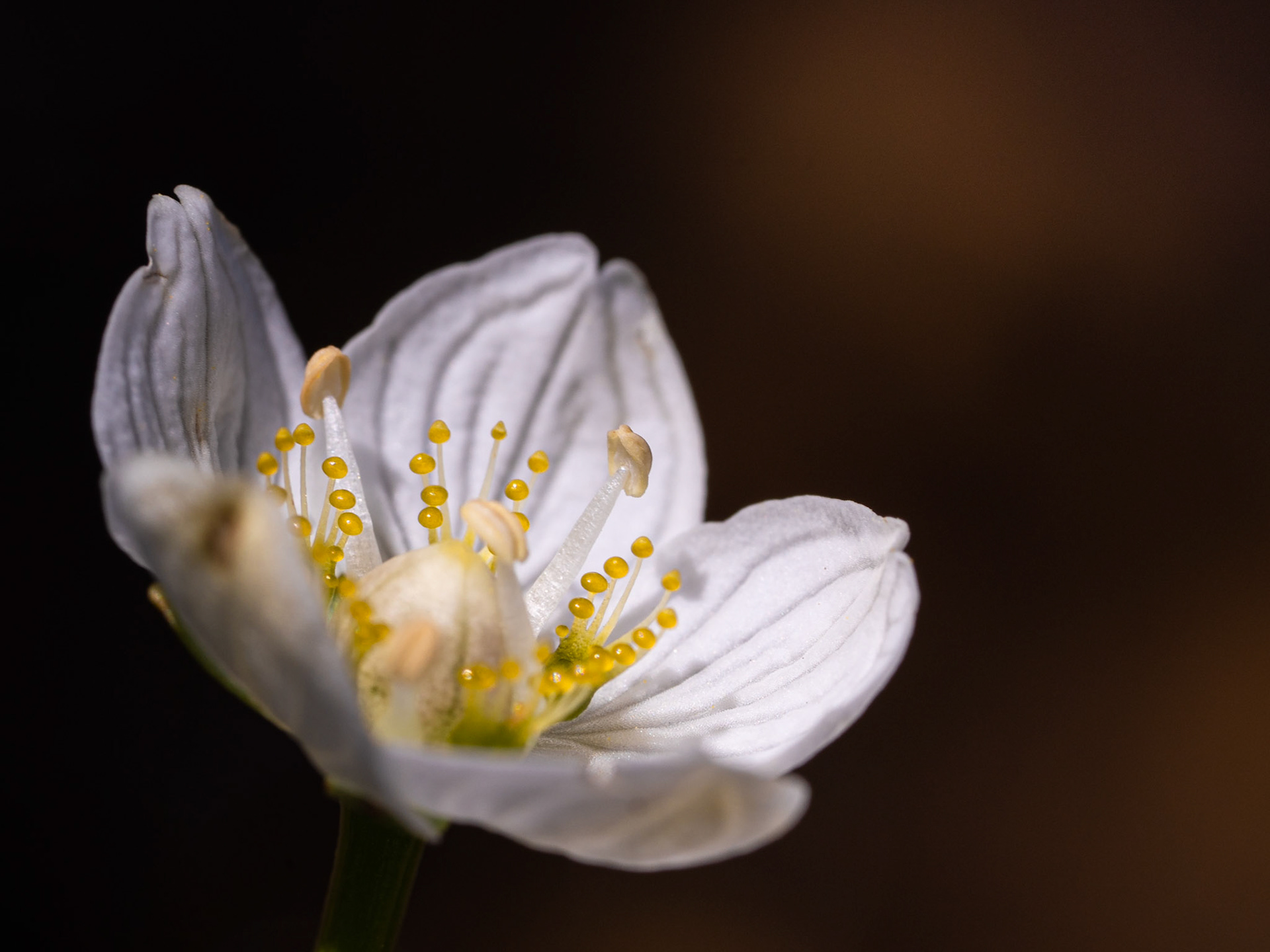 Parnassie des Marais - Parnassius palustris