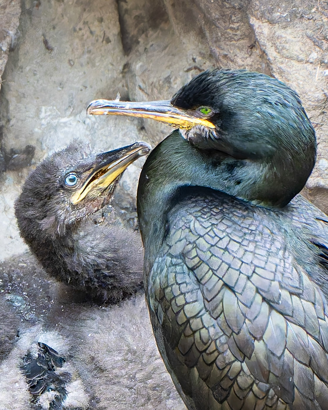 Cormoran huppé - Gulosus aristotelis - European Shag