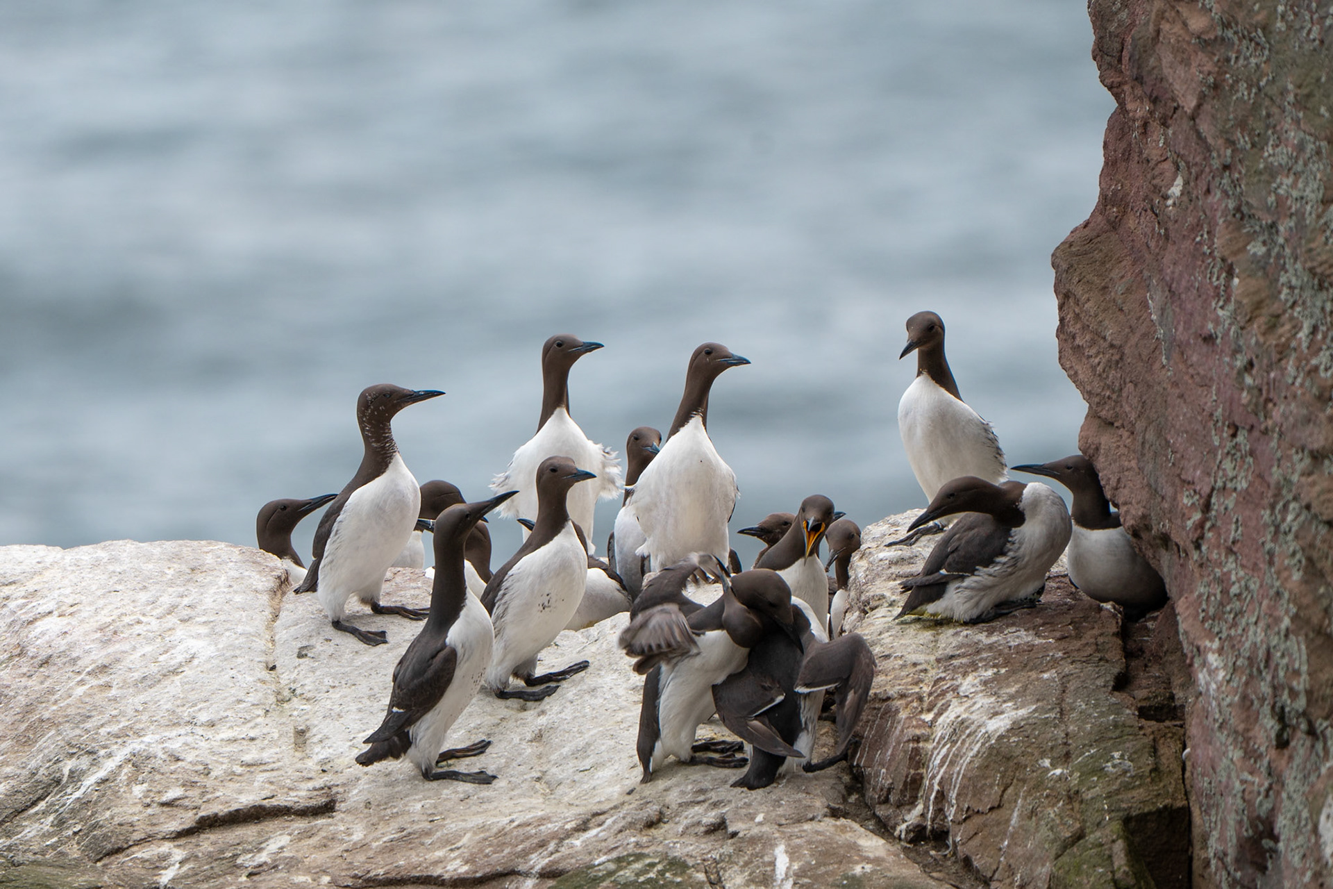 Guillemot de Troil - Uria aalge - Common Murre
