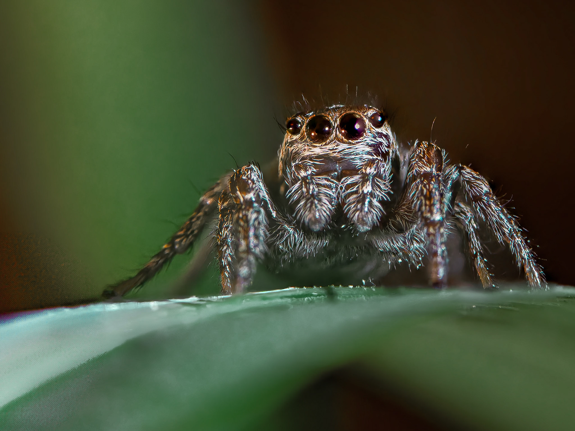 Saltique gorille (femelle) - Evarcha arcuata - Gorilla jumping spider